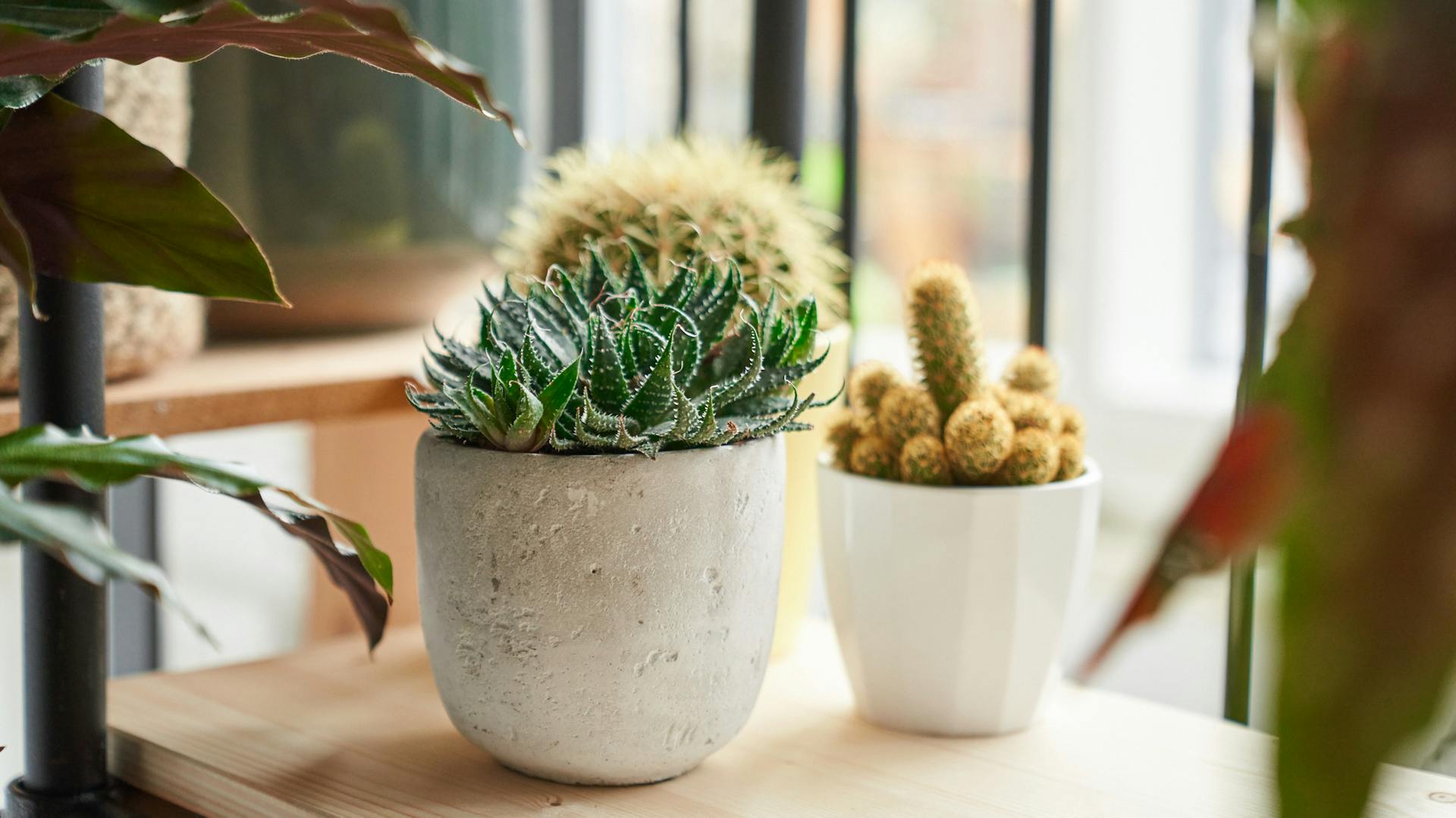 Kakteen stehen auf der Fenserbank