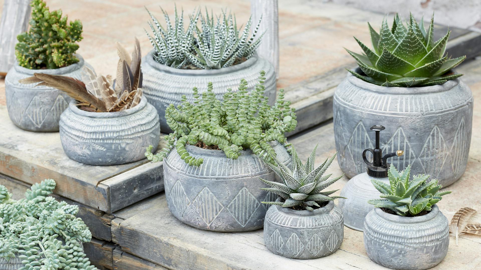 Sukkulenten in Steingefäßen