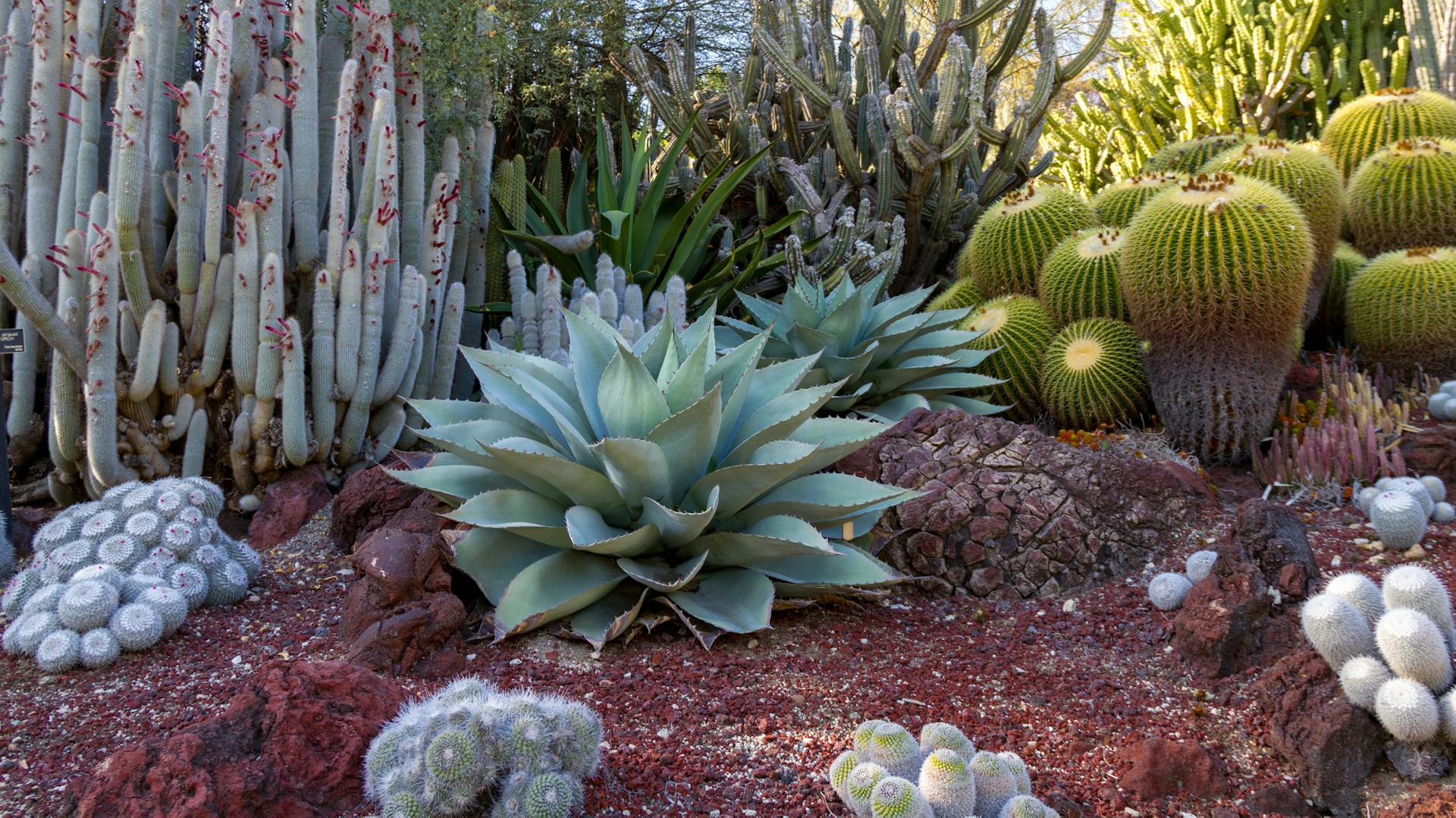 Sukkulenten im Kaktusgarten