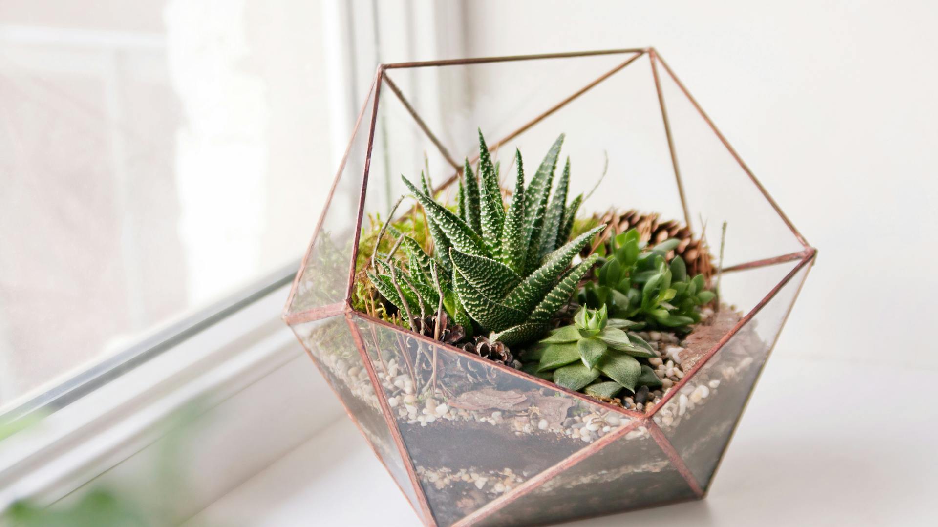 Sukkulenten in geometrischem Glas-Terrarium