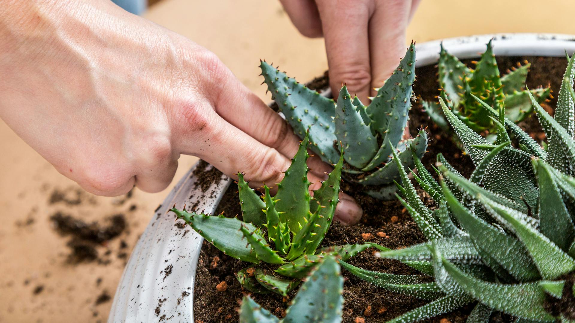 Hände pflanzen Sukkulenten in einen Topf mit Erde.