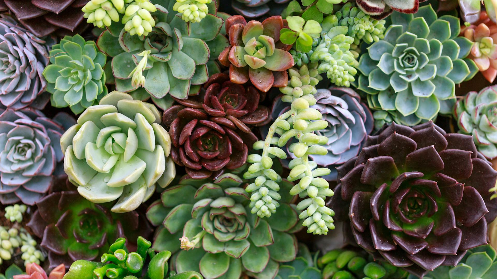 Verschiedene Sukkulenten dicht beieinander gepflanzt.