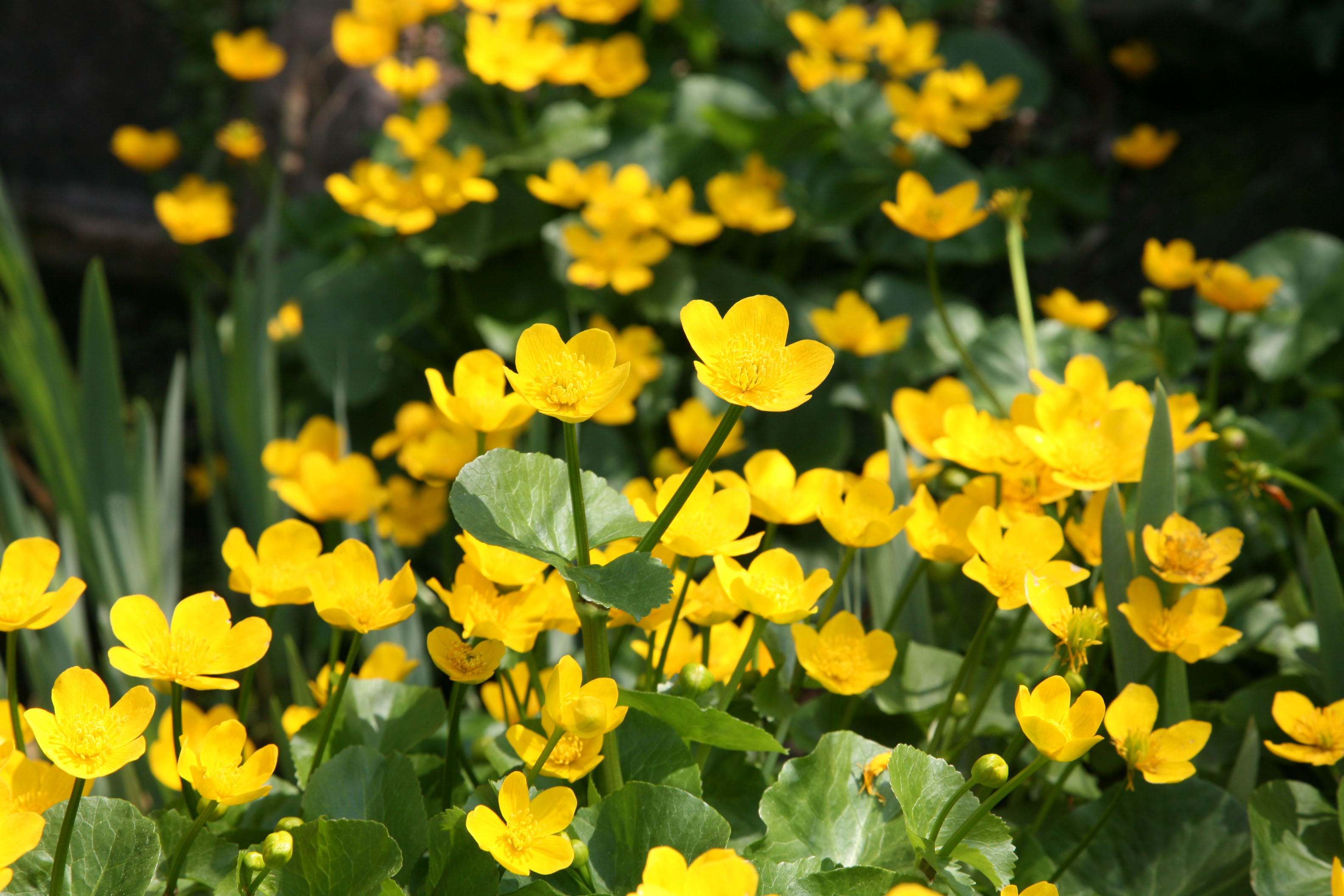 Sumpfdotterblume Eigenschaften im Überblick OBI