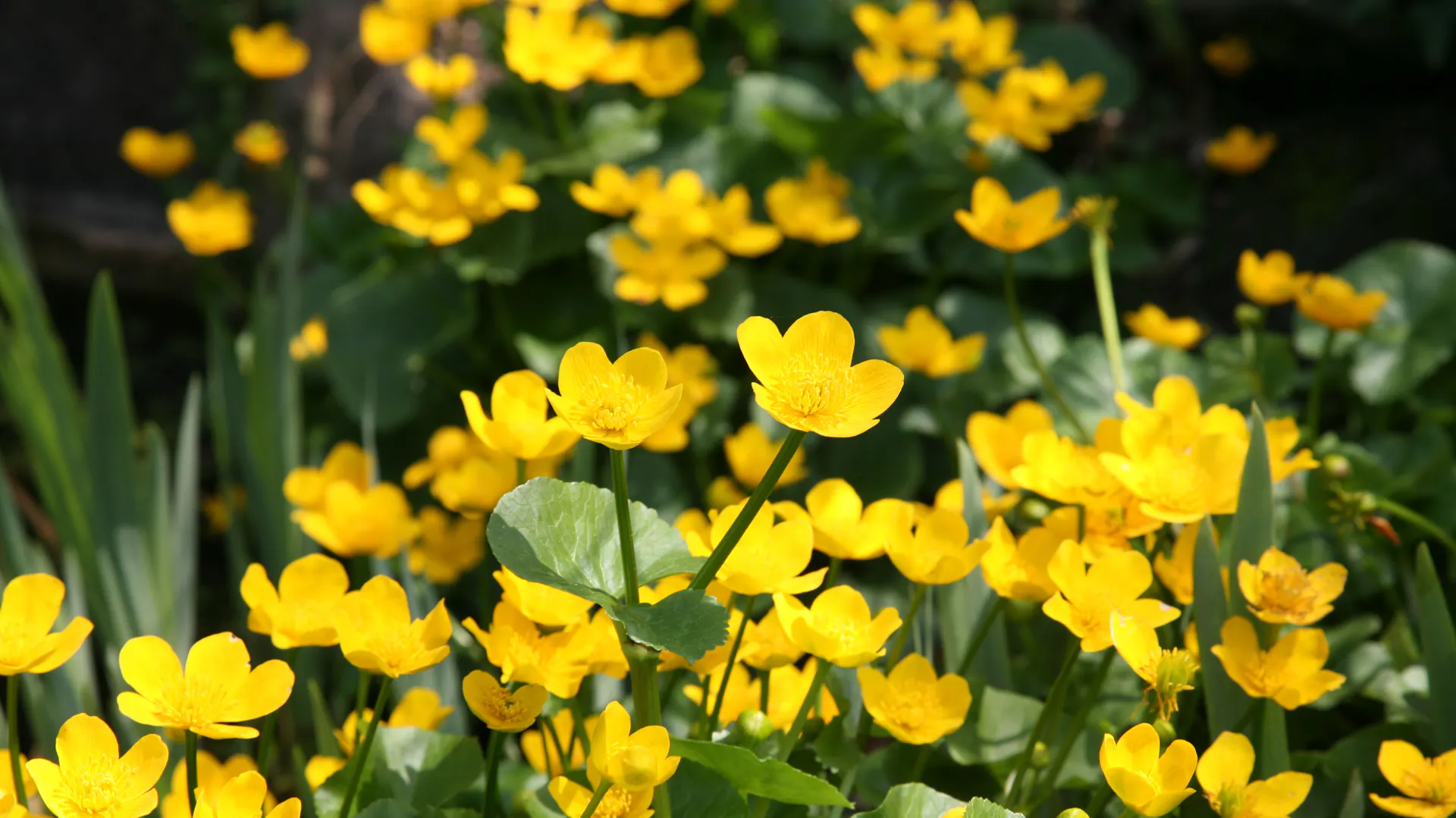 Blühende Sumpfdotterblume