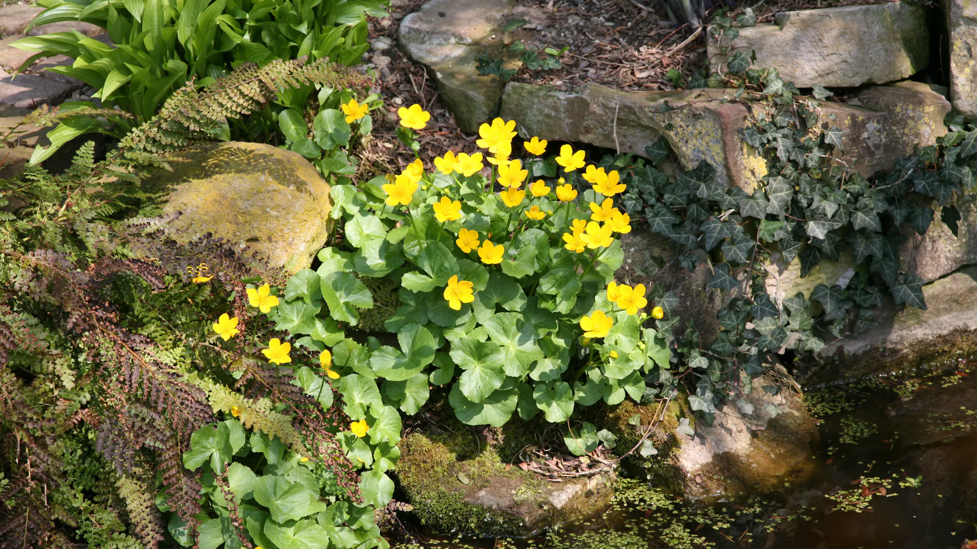 Sumpfdotterblume am Teich