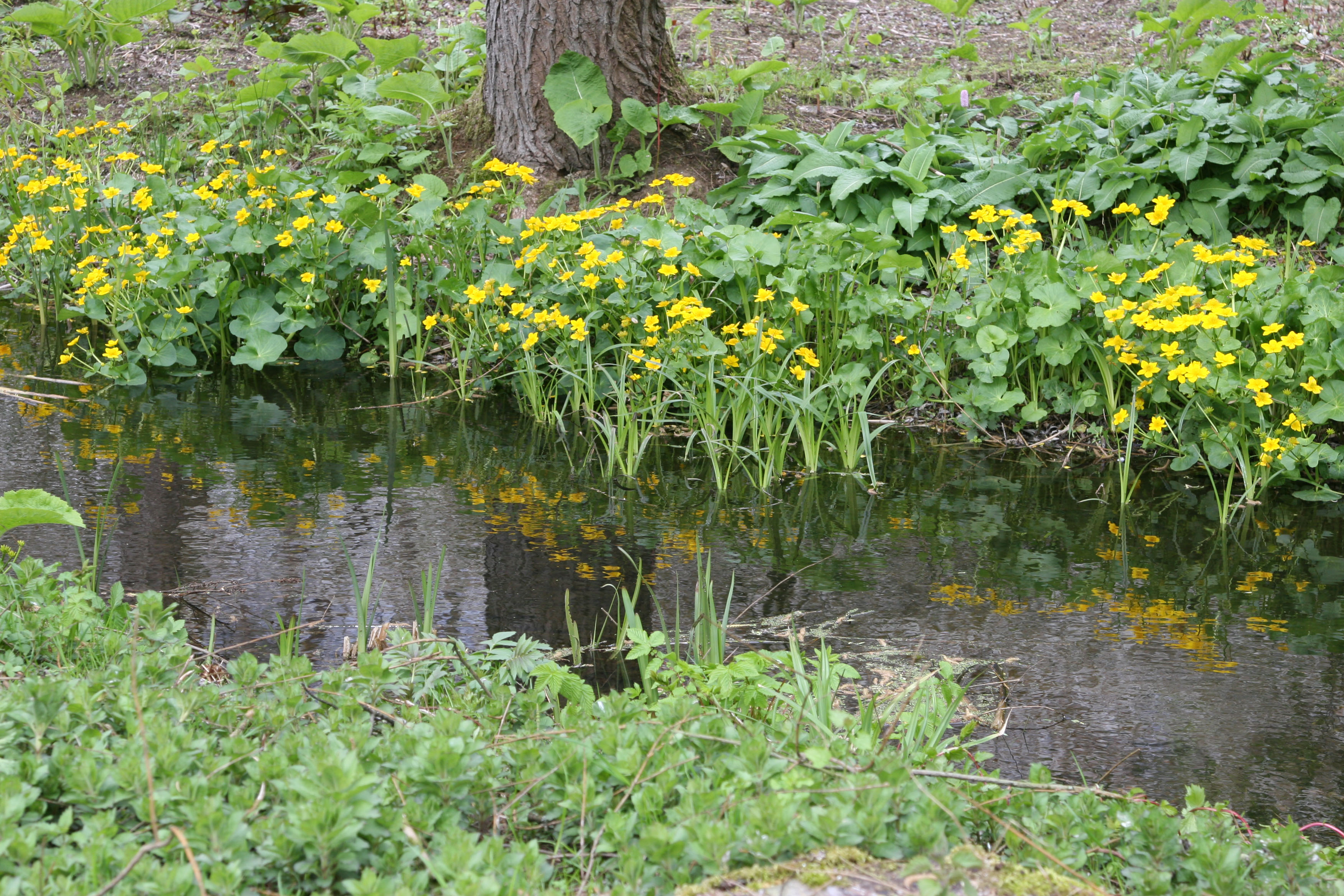 Sumpfdotterblume Eigenschaften im Überblick OBI