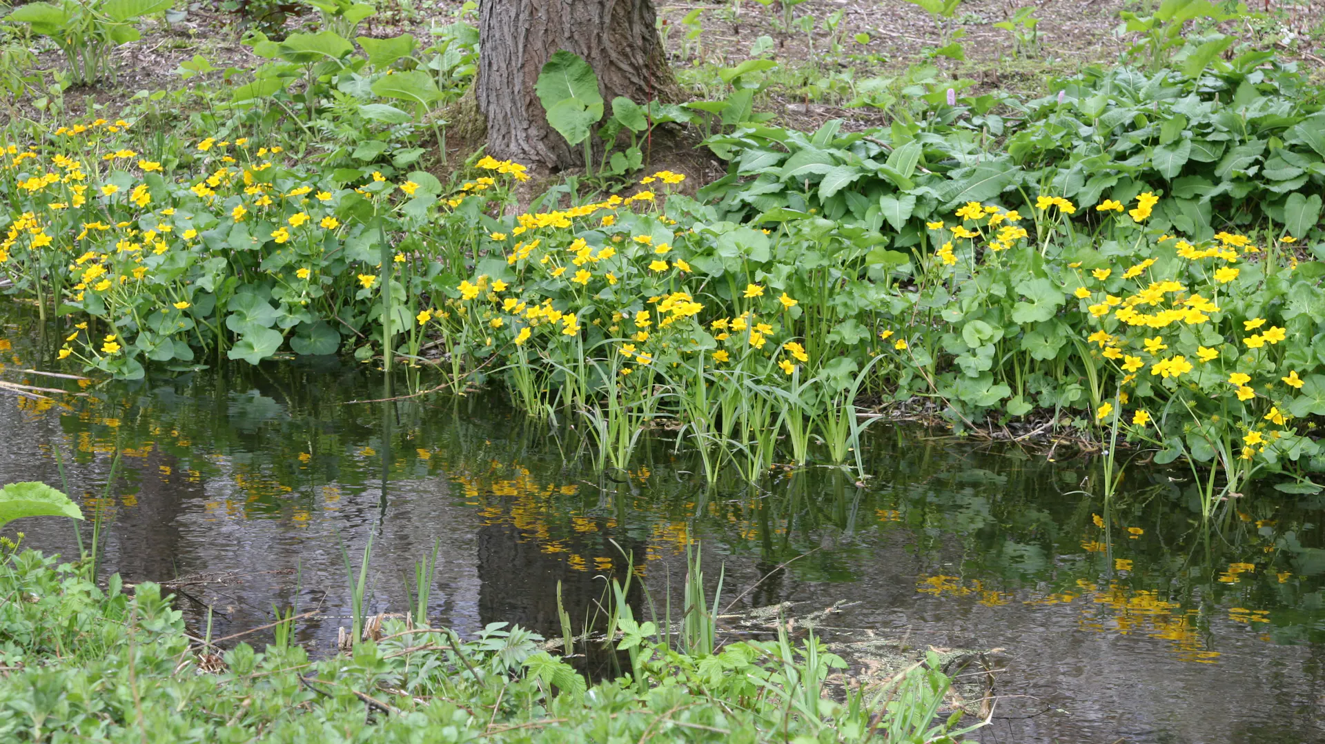 Sumpfdotterblumen am Bachlauf