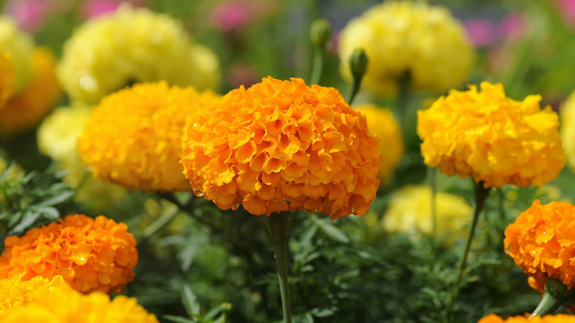 Orangefarbene Blüten der Tagetes