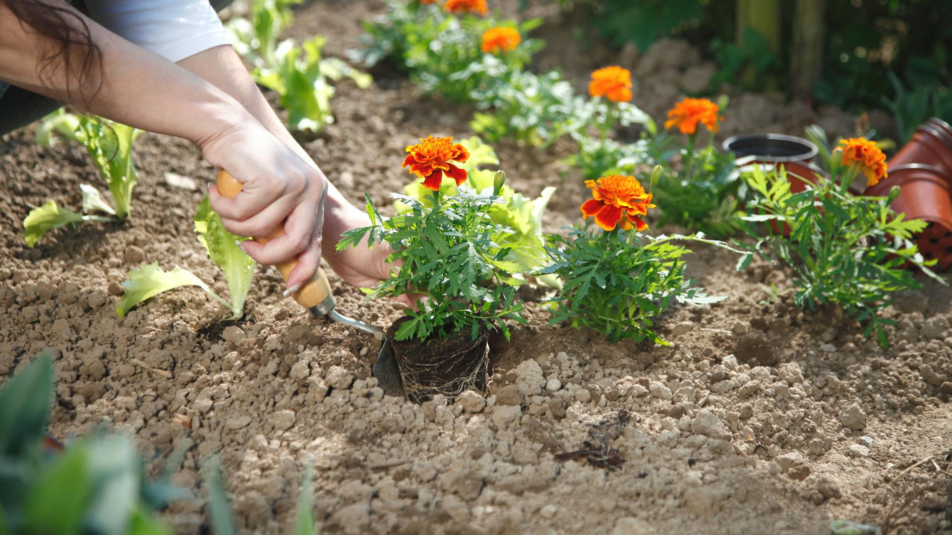 Orange-blühende Tagetes werden in Garten gepflanzt