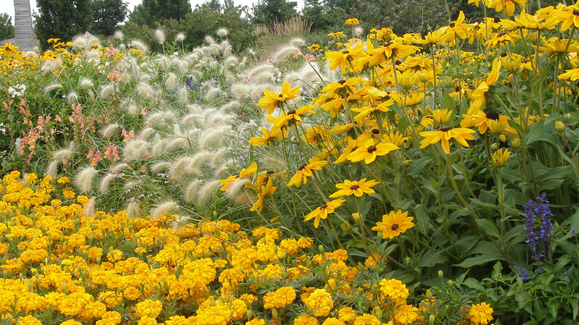 Tagetes im großen Beet
