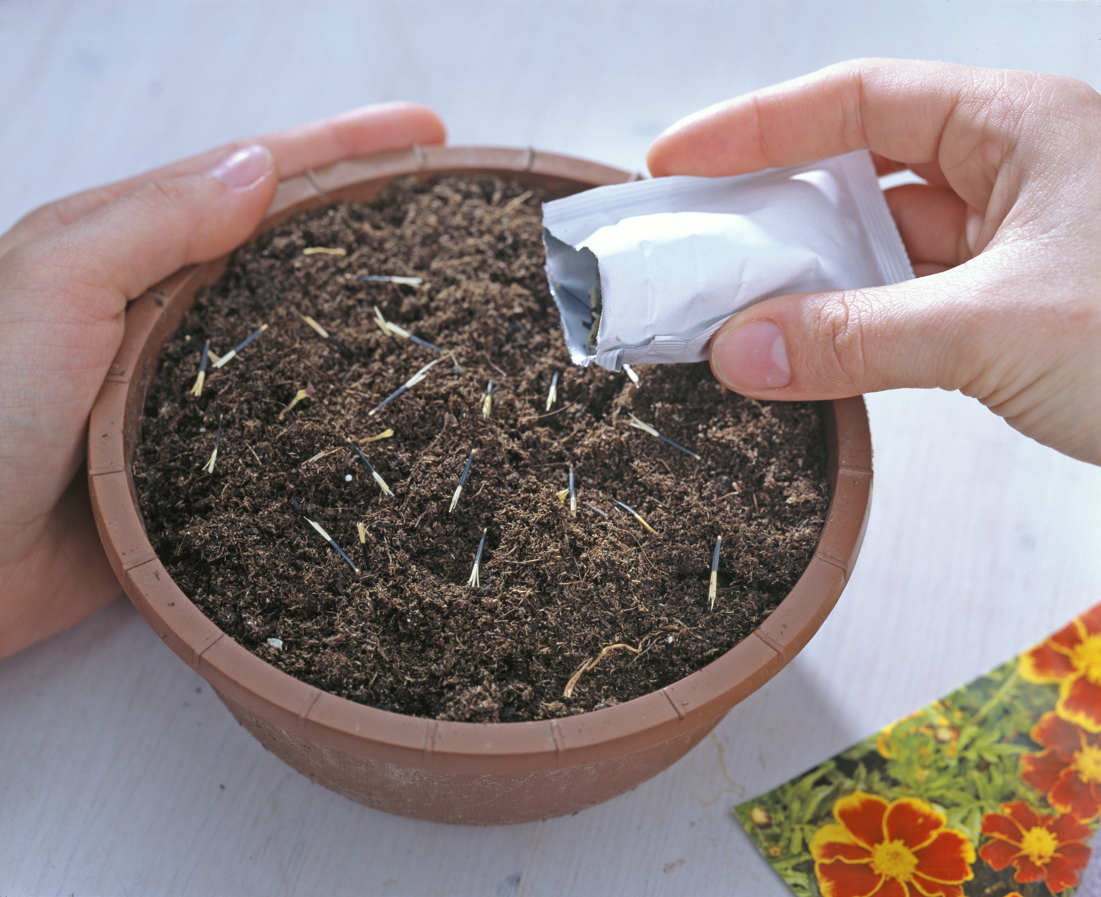 Tagetes-Samen werden in Erde in eine Anzuchtschale gesät