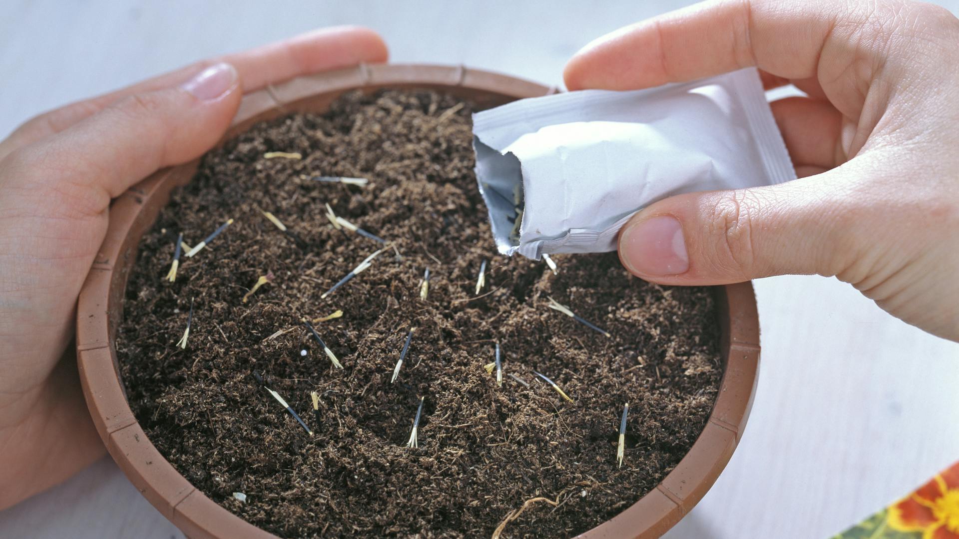 Tagetes-Samen werden in Erde in eine Anzuchtschale gesät