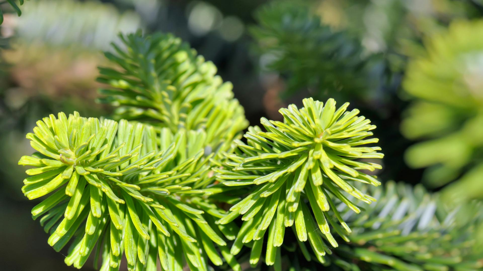 Nahaufnahme von Tannennadeln am Baum.