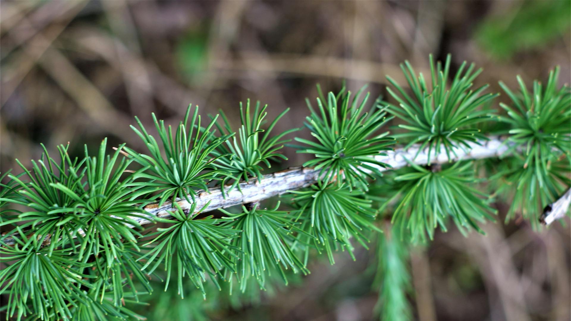 Ast einer Fichte mit spiralig angeordneten Nadeln.