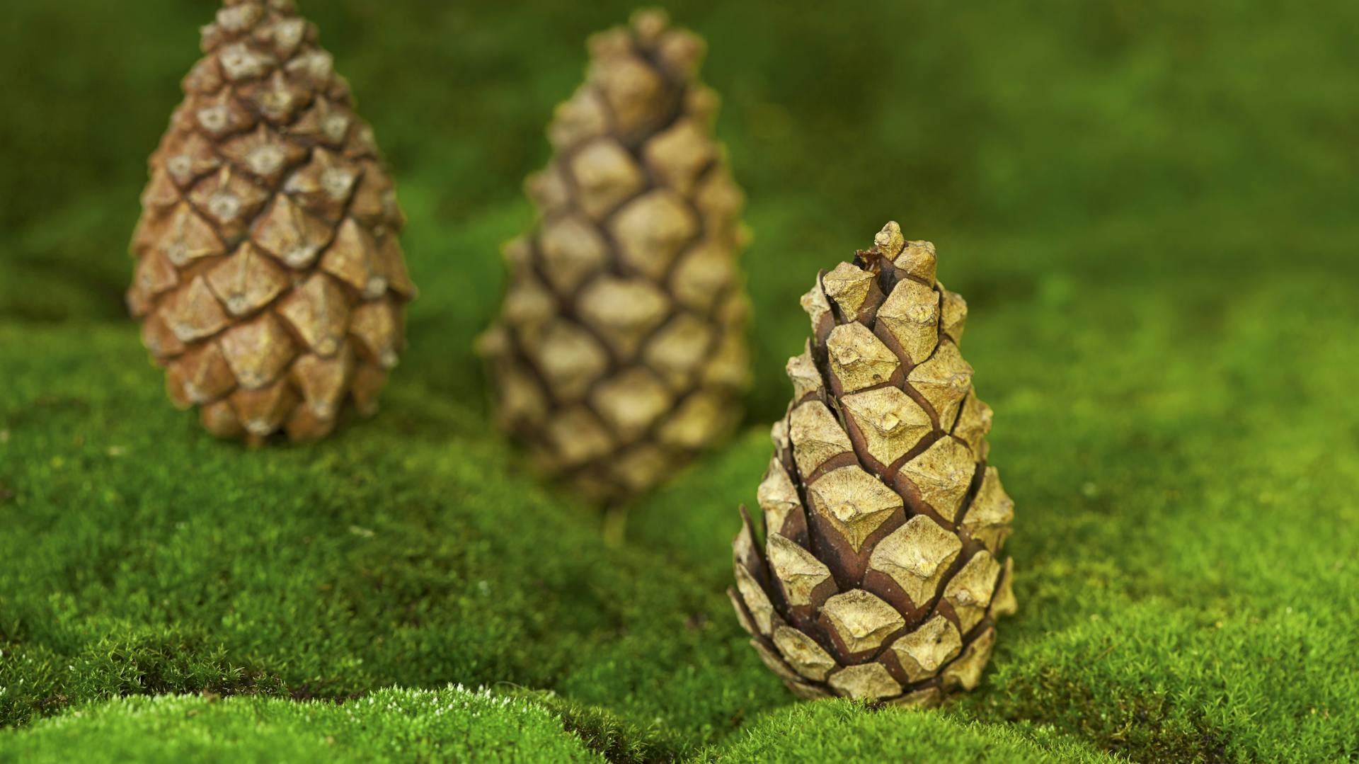 Tannenzapfen auf Moos