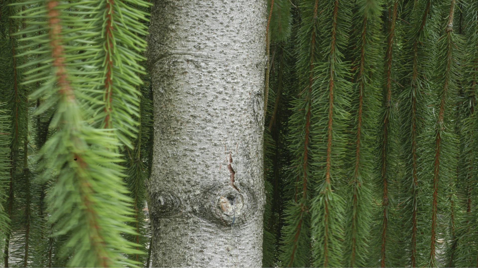 Die Rinde einer Fichte in Nahaufnahme