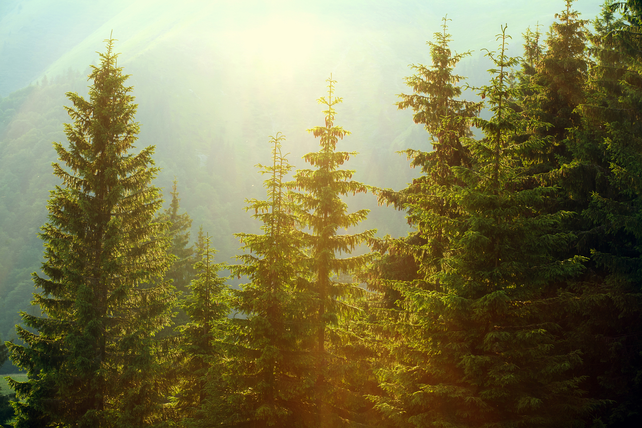 Fichtenwald im Sonnenlicht