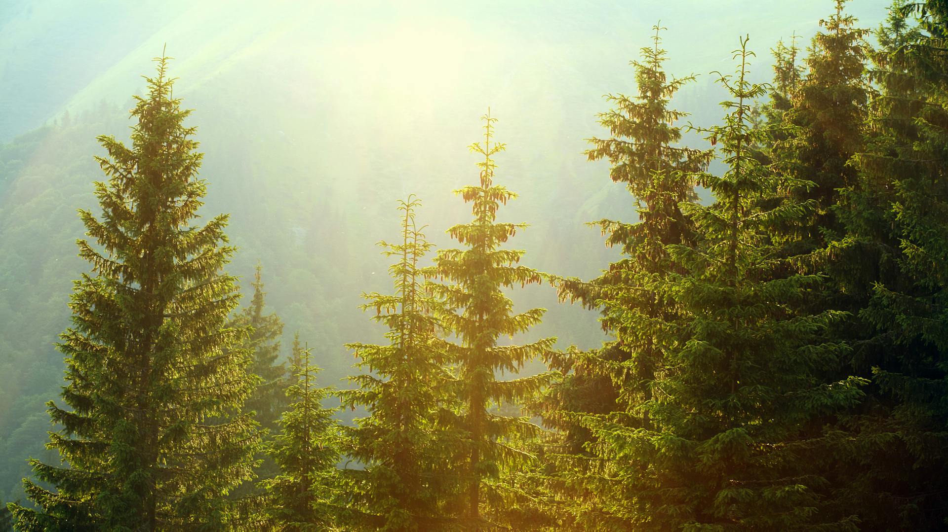 Fichtenwald im Sonnenlicht