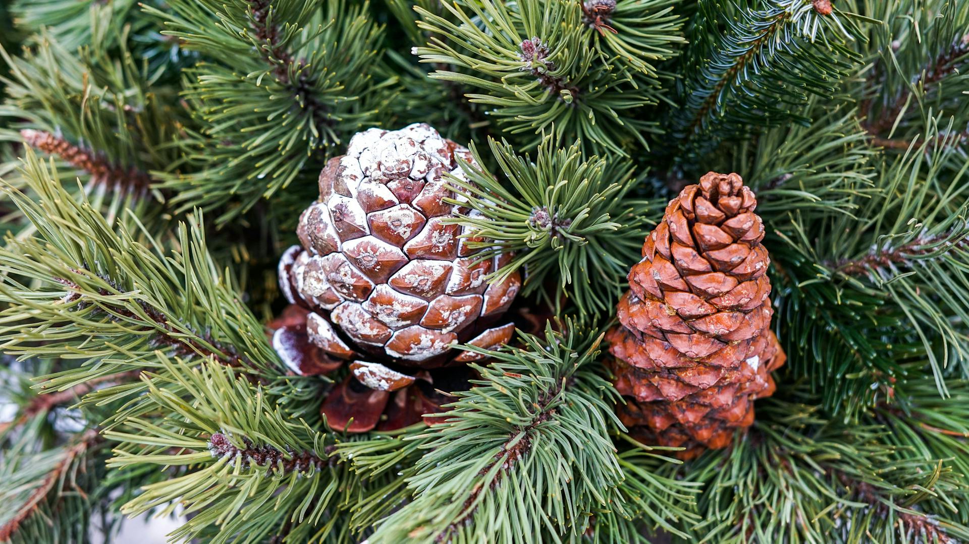 Aufrechtwachsende Tannenzapfen am Baum