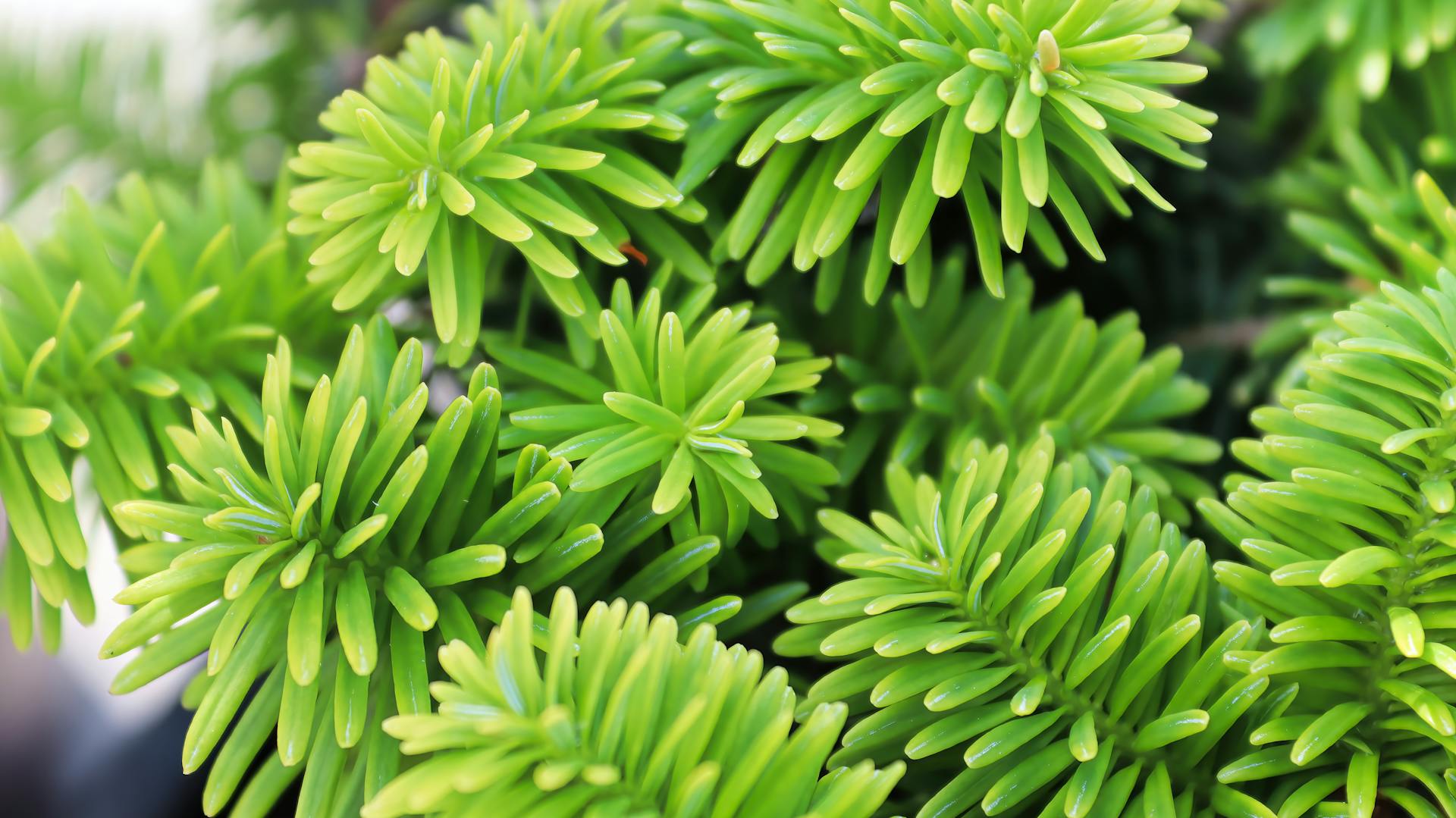 Tannennadeln am Baum