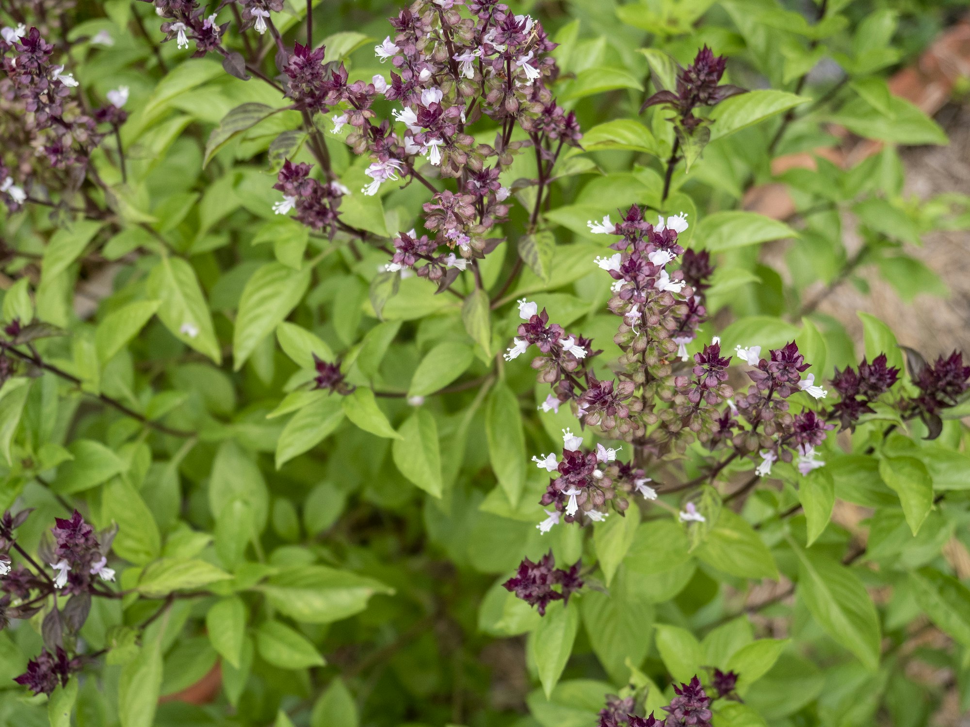 Thai-Basilikum – Eigenschaften und Wissenswertes | OBI Thai-Basilikum – Eigenschaften und Wissenswertes | OBI