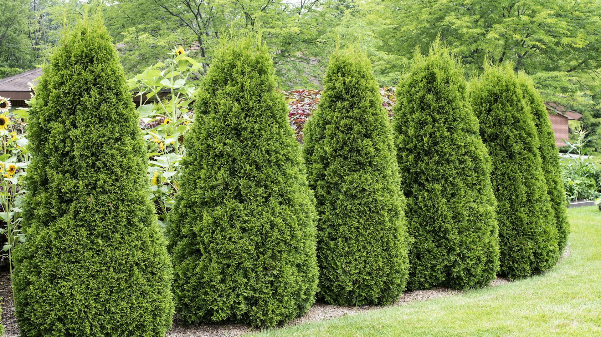 Mehrere Thujen der Sorte Brabant im Garten