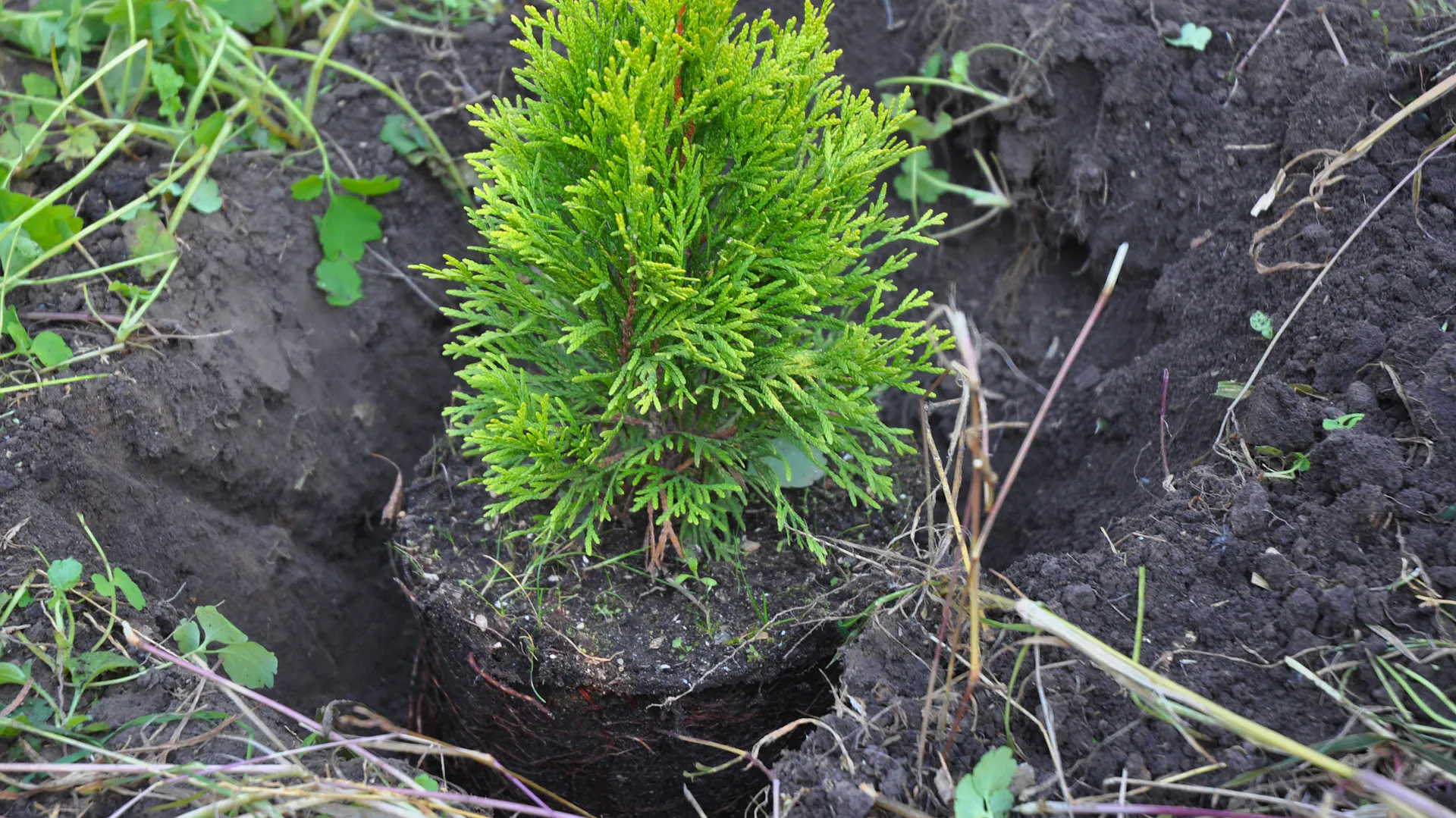 Junge Thuja-Brabant-Pflanze