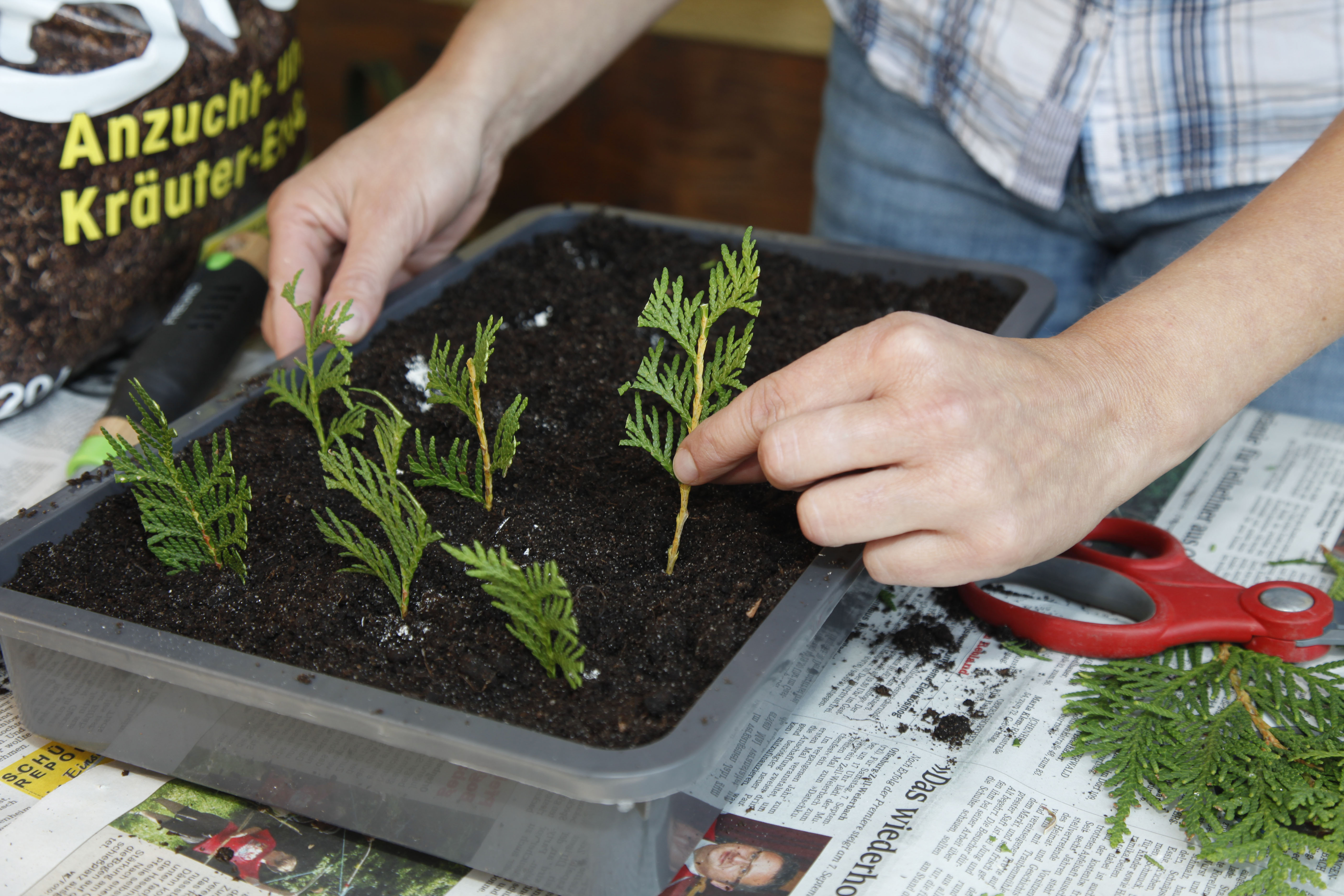 Thuja Brabant die Eigenschaften im Überblick OBI