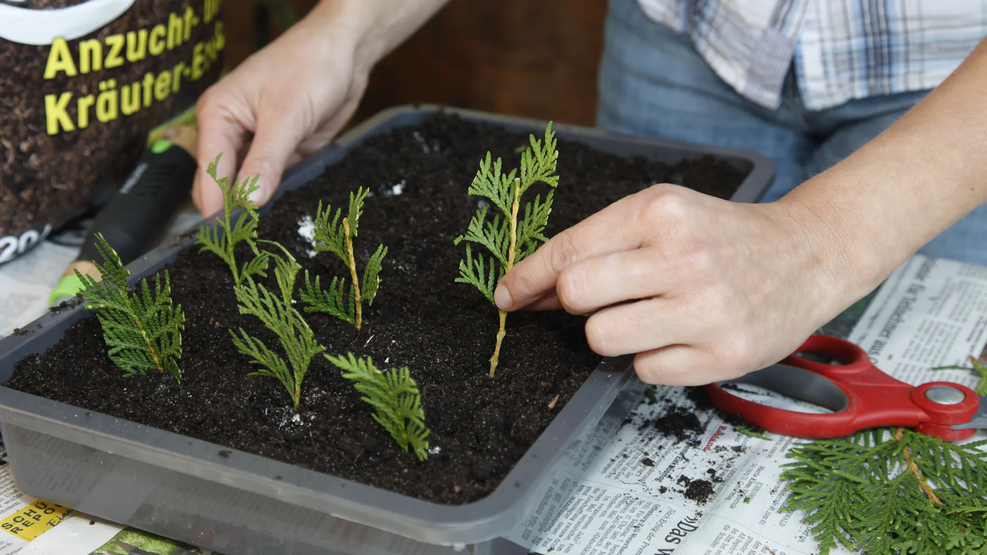 Jemand vermehrt Thuja-Brabant-Pflanzen