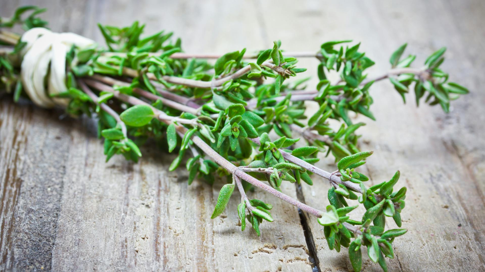 Thymian anpflanzen, pflegen und verarbeiten OBI