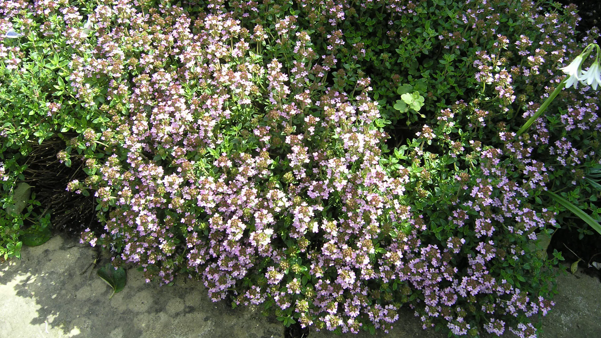 Thymian im Garten.