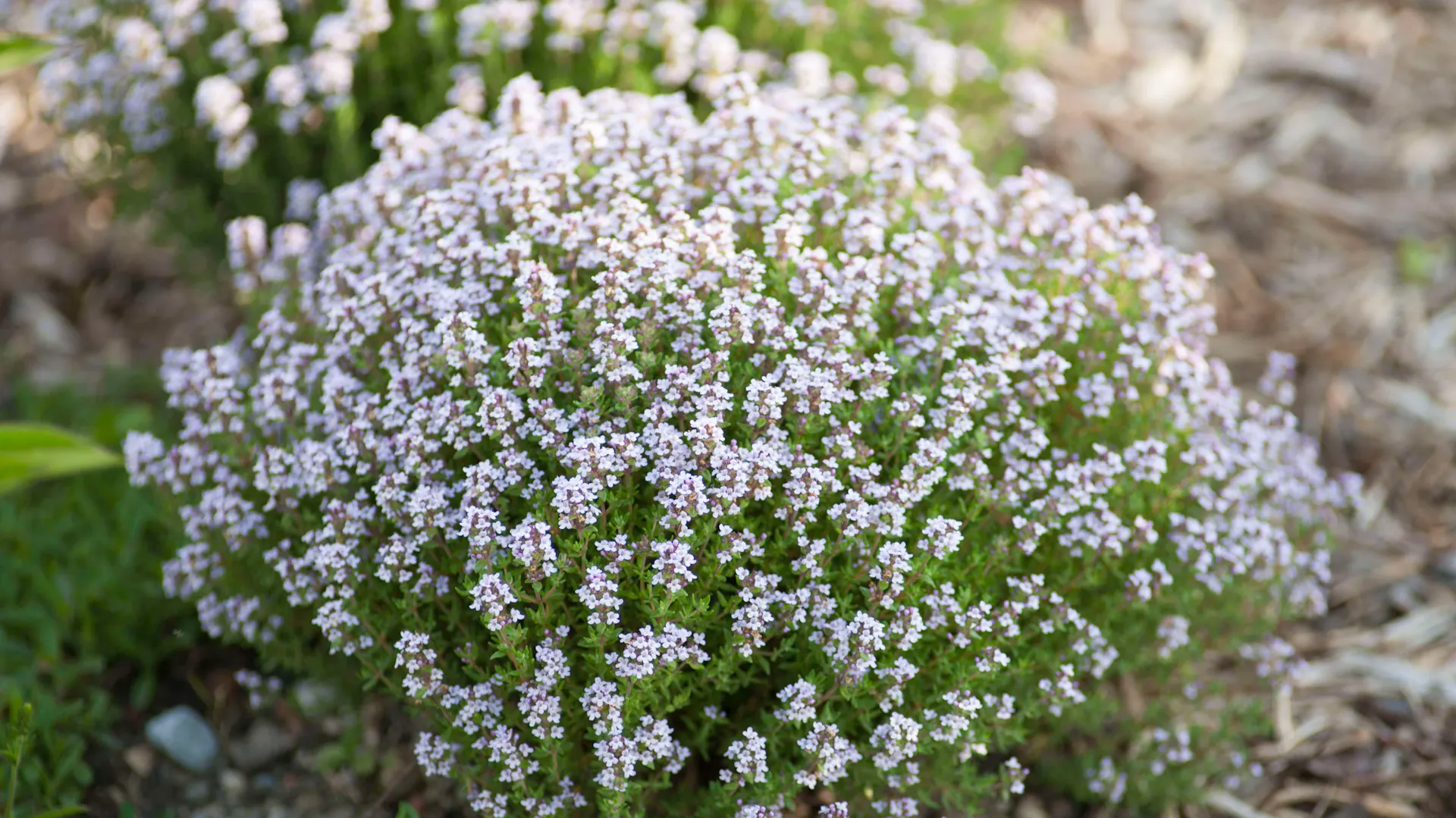 Thymian der Sorte „Compactus“.