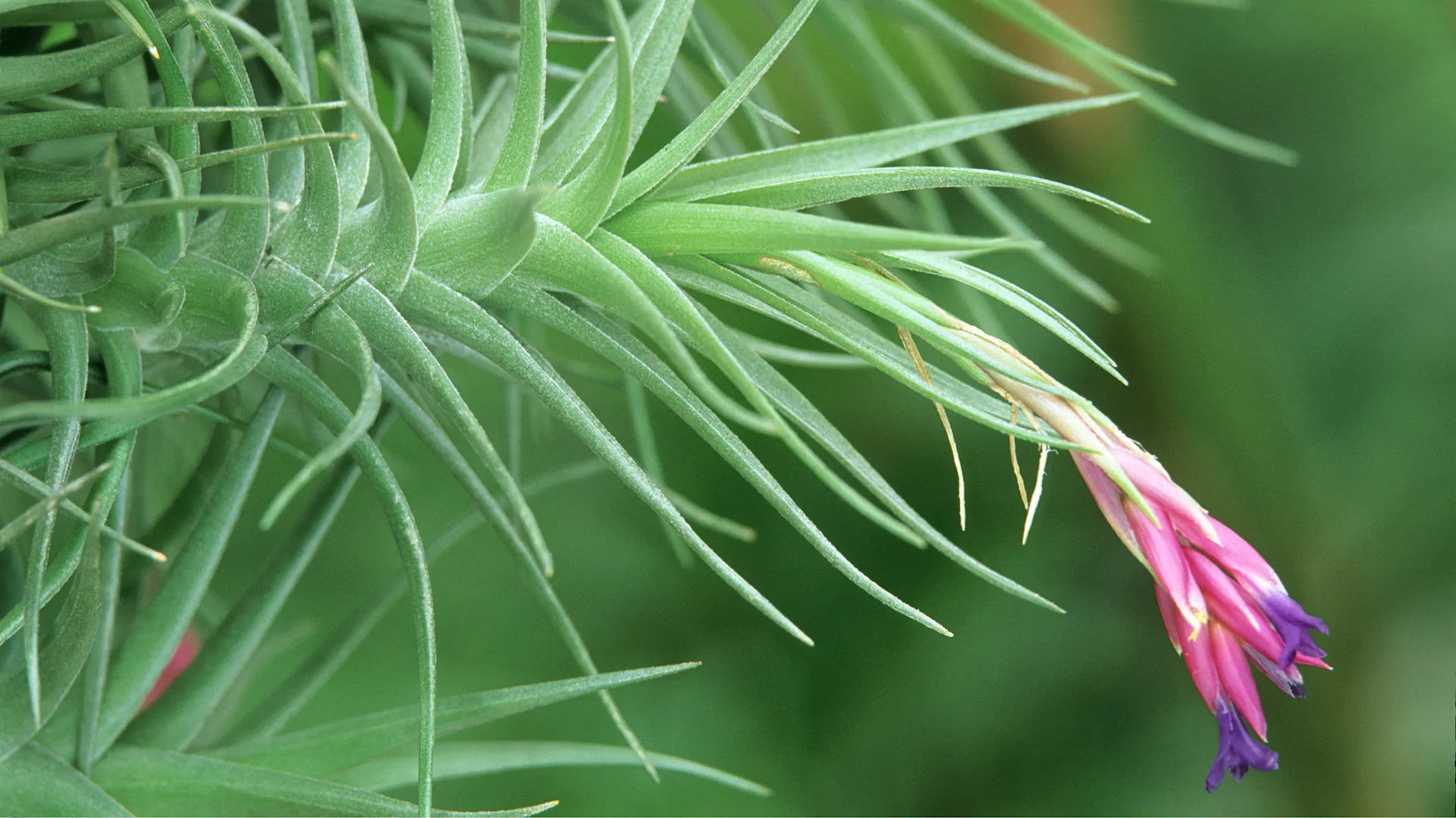 Die Blätter der „Tillandsia aeranthos“, auch Luftblüte genannt, laufen spitz zu. In der Mitte sitz eine große, rosa-purpurne Blüte.