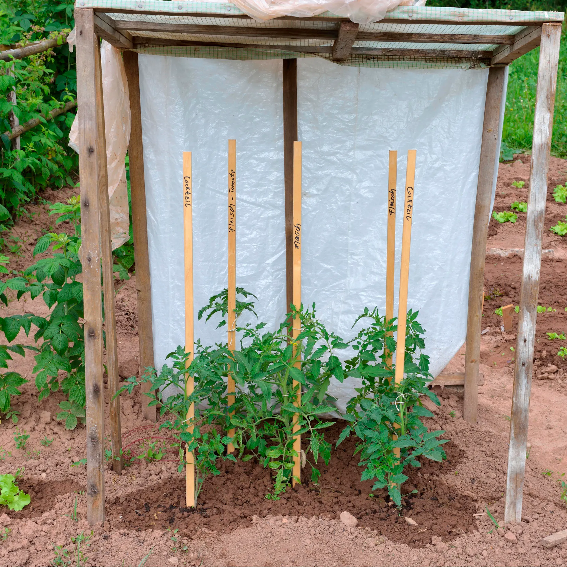 Tomaten im Tomatenhaus