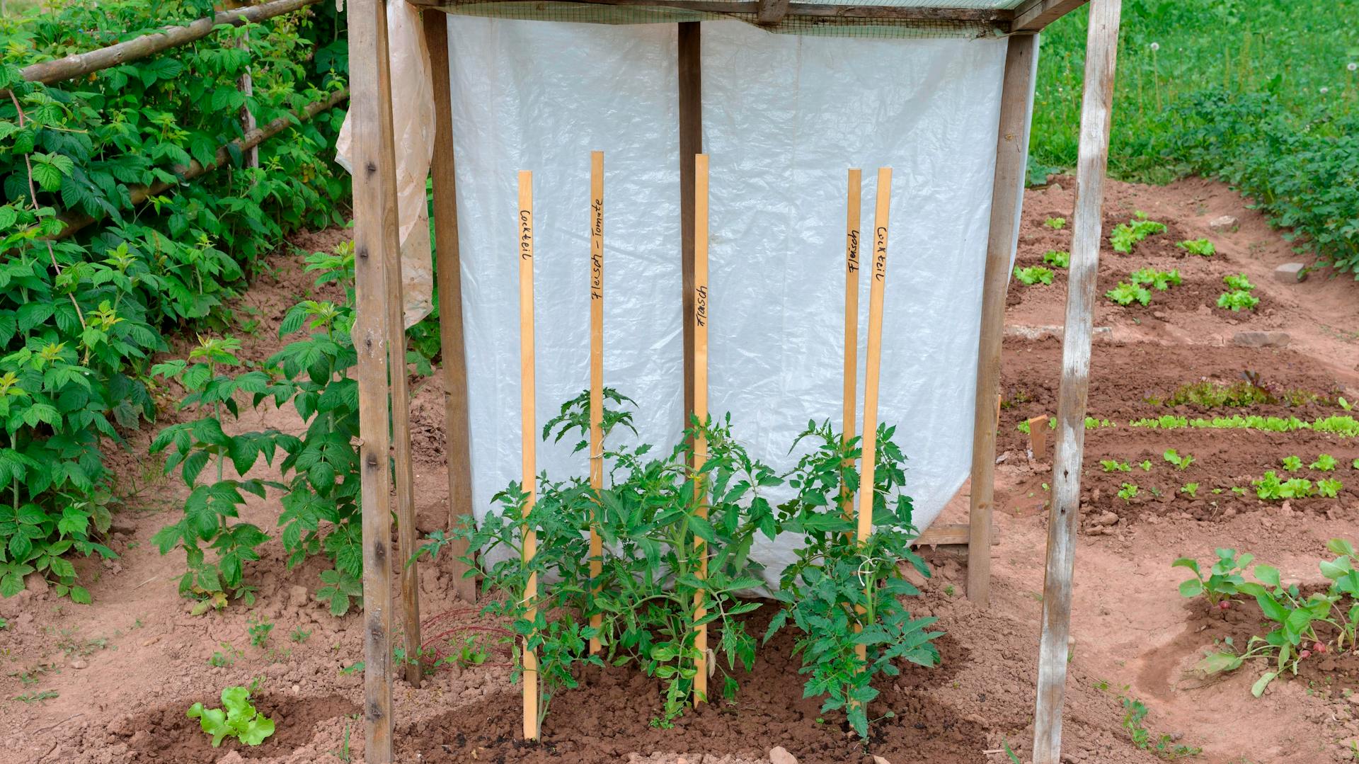 Rastliny paradajok sú umiestnené na drevených paliciach v skleníku na paradajky.