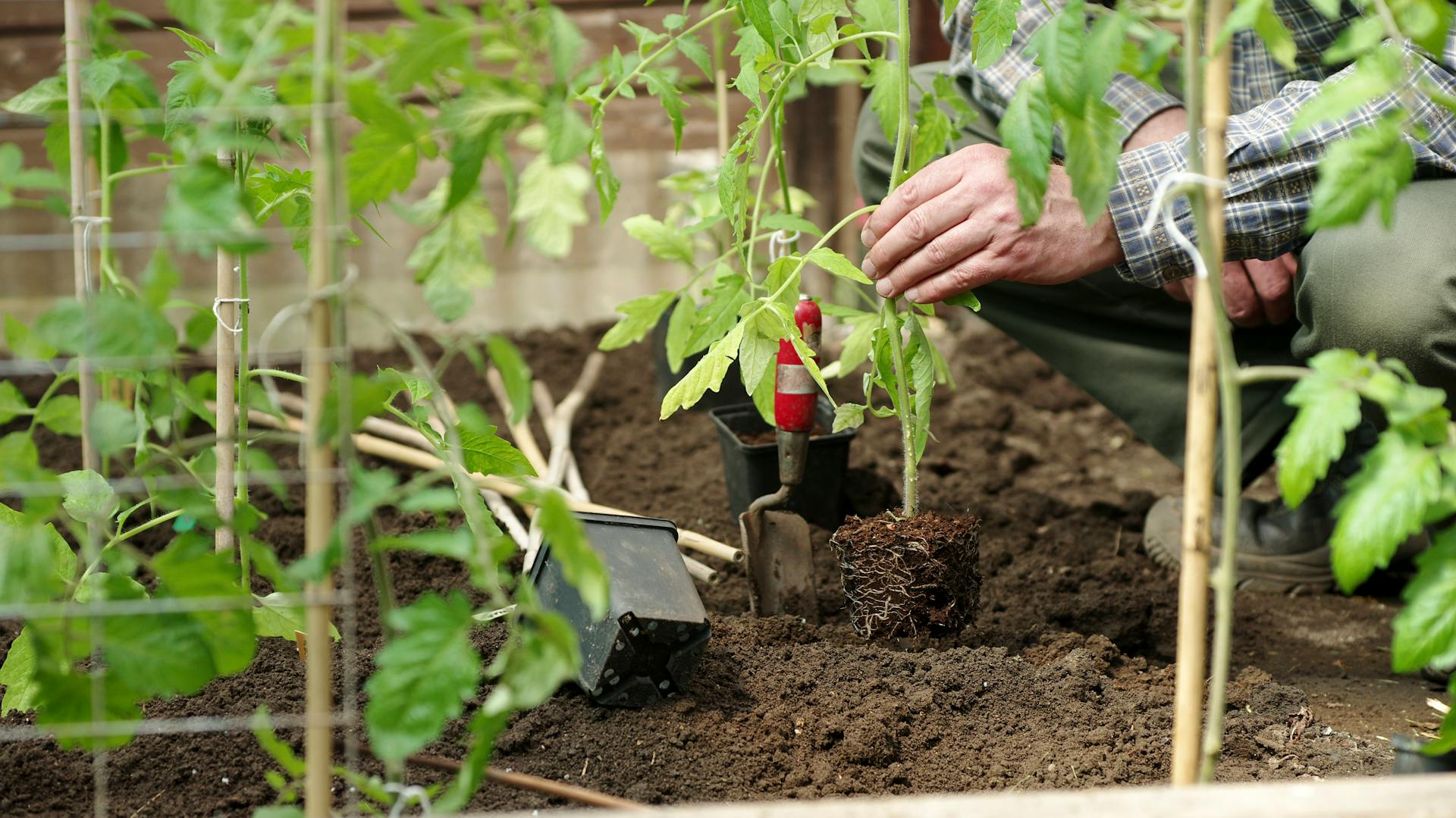 Egy férfi paradicsomnövényeket ültet el a földbe.