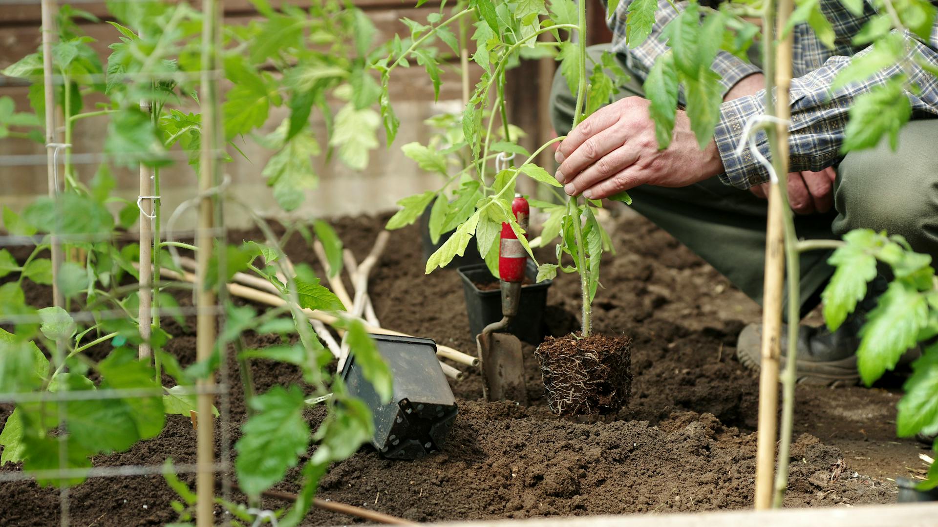 Muž sadí rastliny paradajok do zeme.