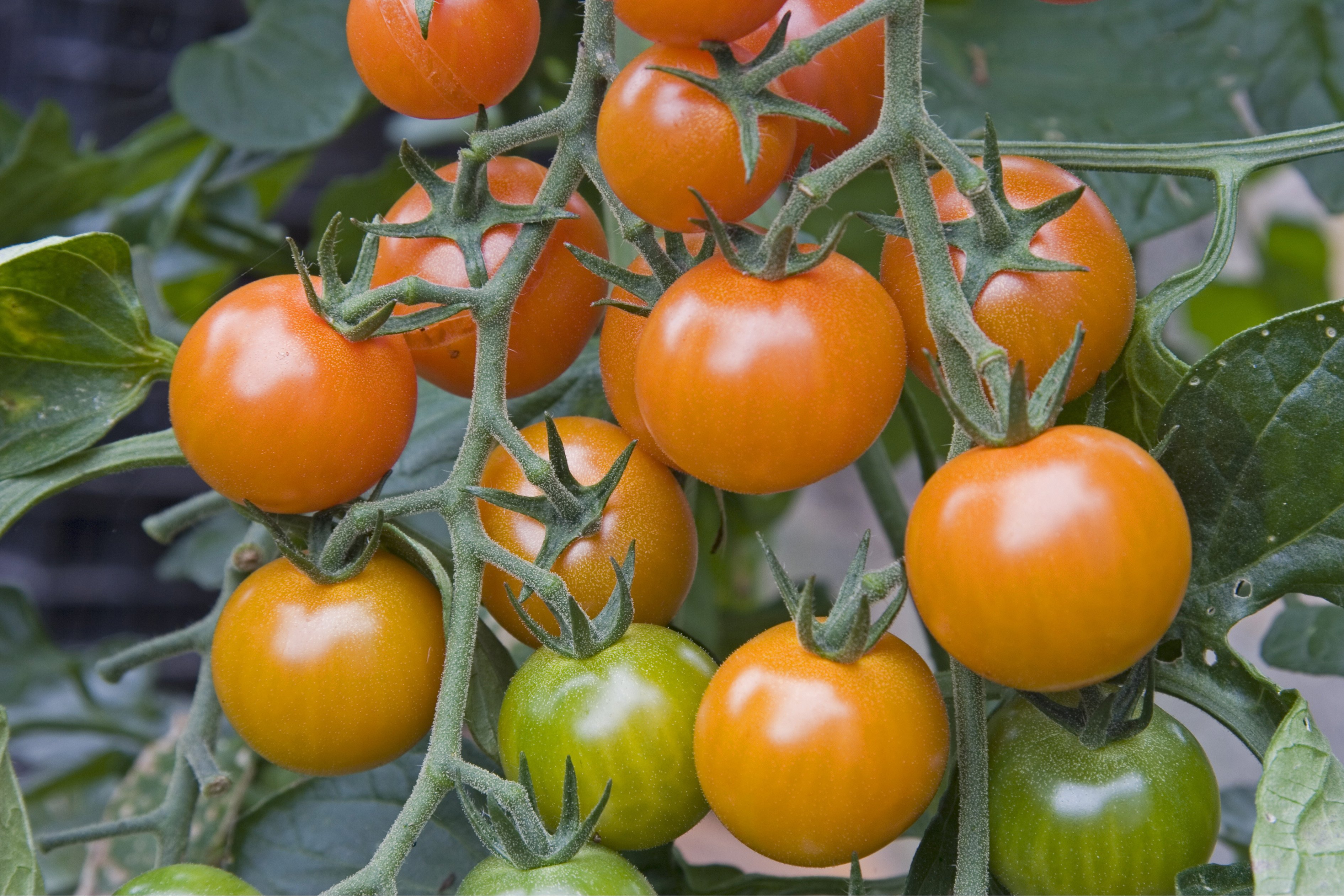 Na jednom kríku visia kríčkové paradajky rôznej zrelosti.