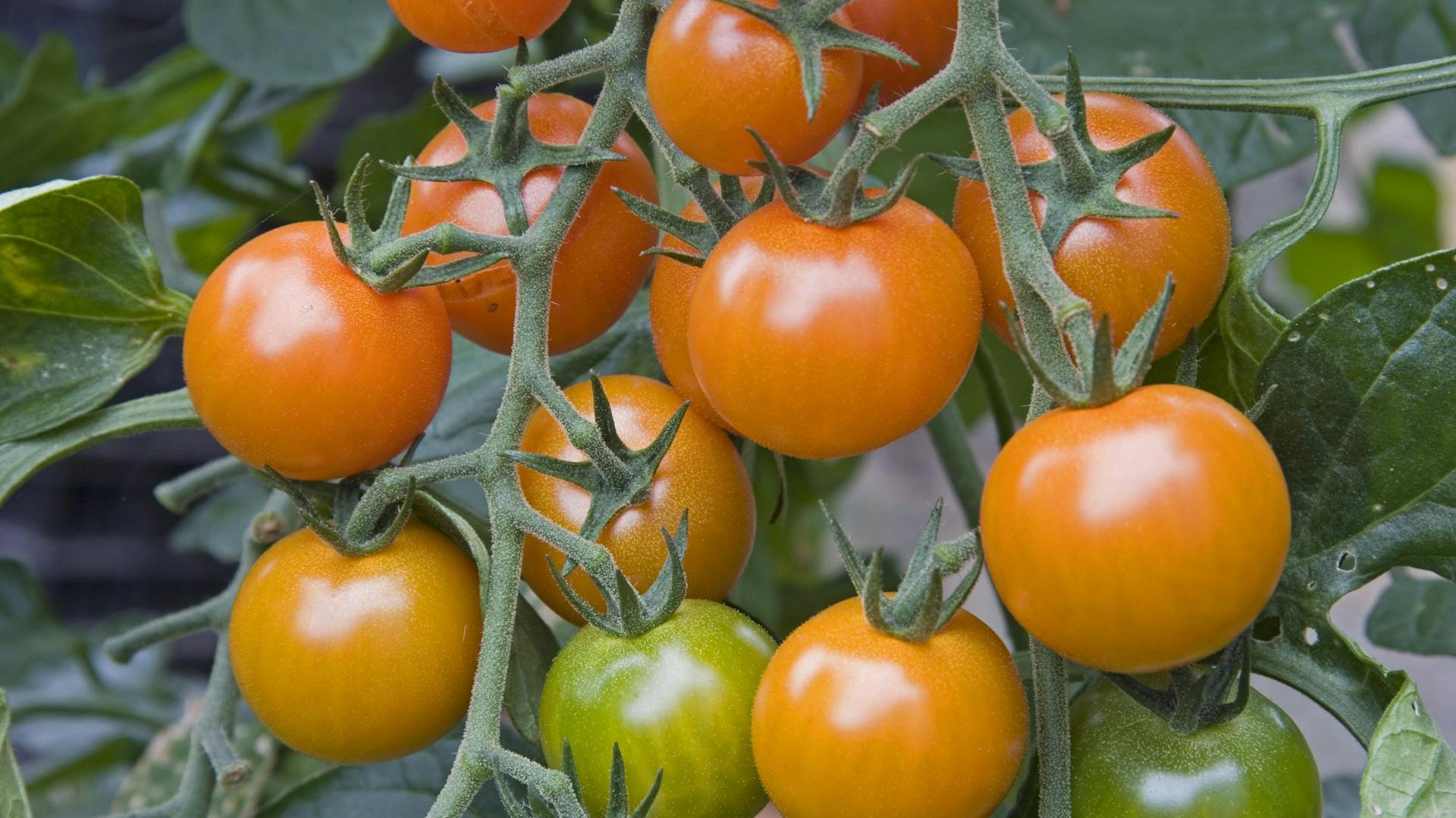 Na jednom kríku visia kríčkové paradajky rôznej zrelosti.