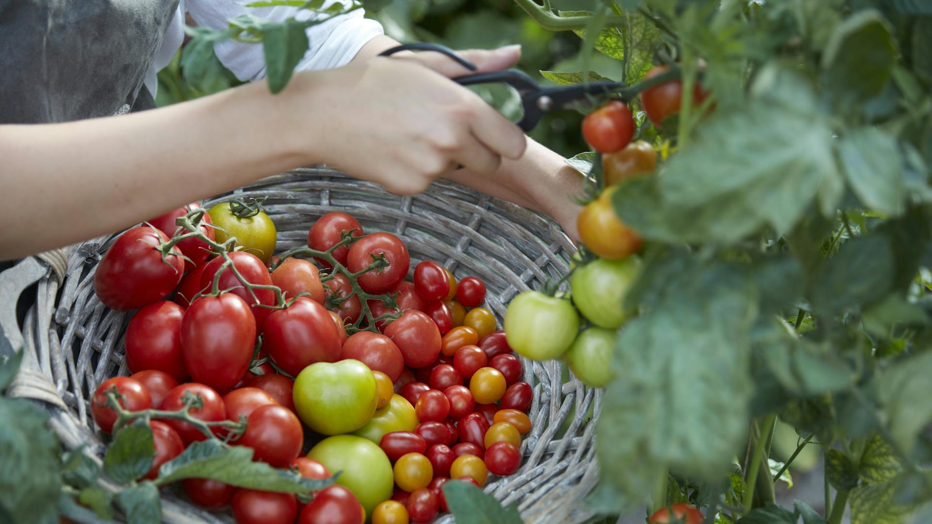 Ruka zbiera rôzne odrody paradajok.