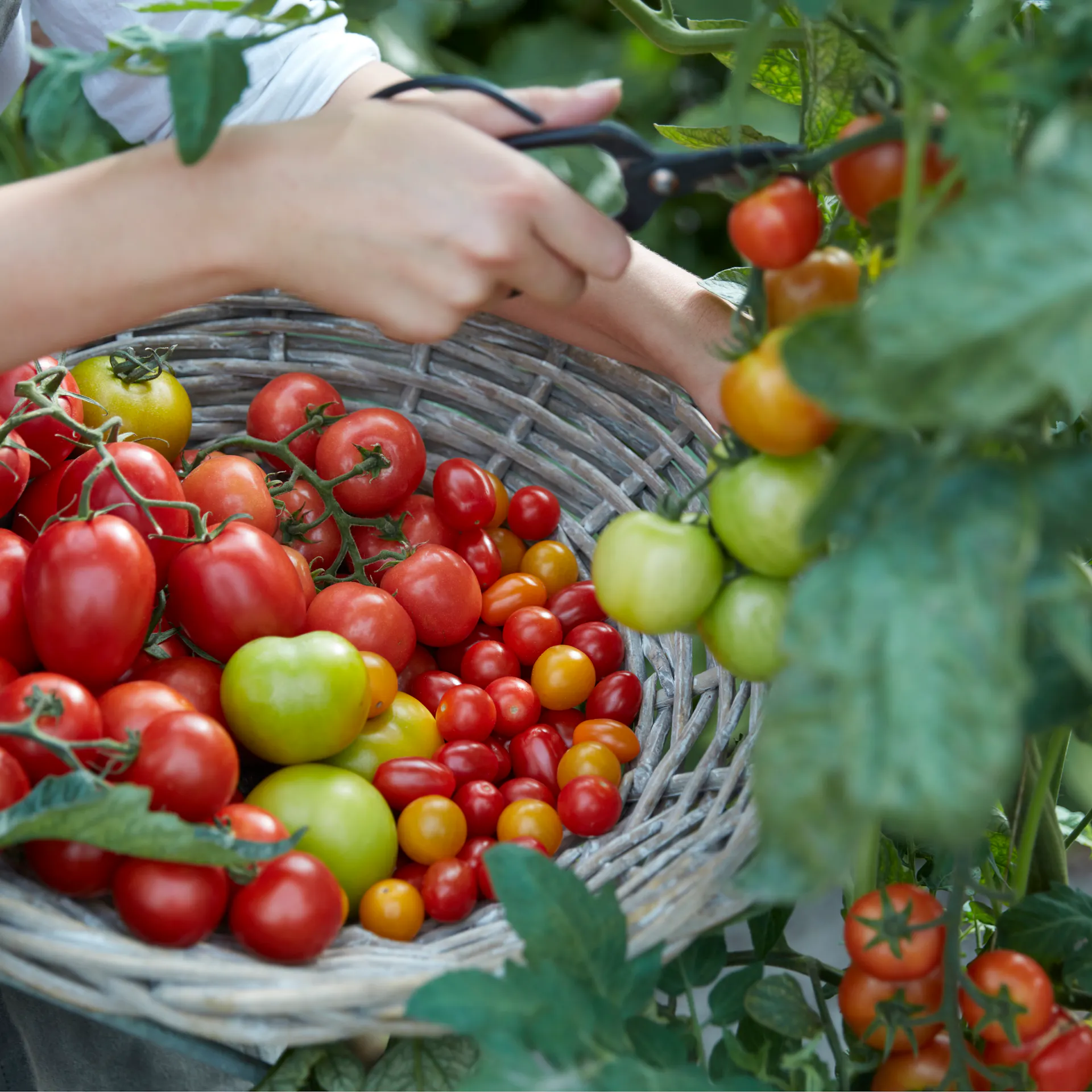 Eine Hand erntet verschiedene Tomatensorten.
