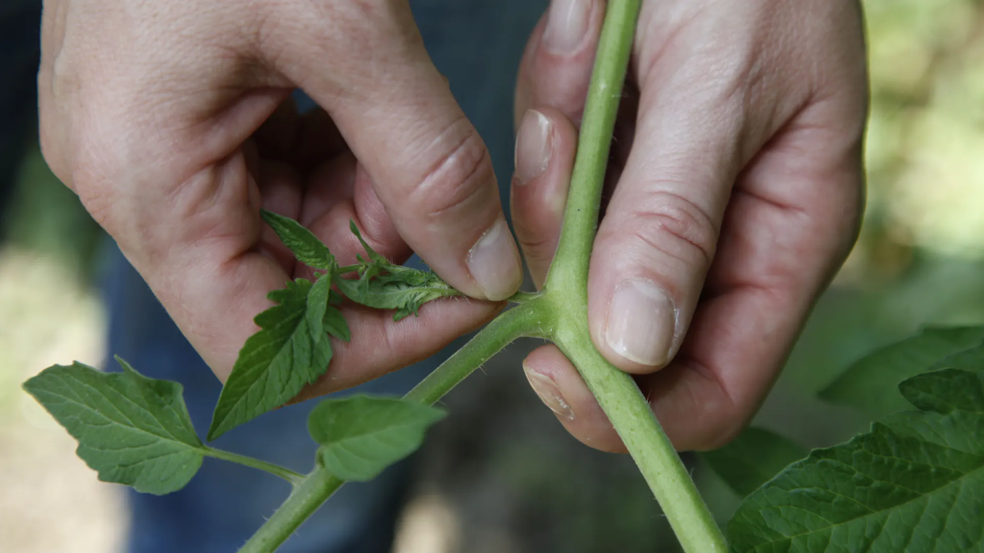 Person beim Ausgeizen von Tomaten