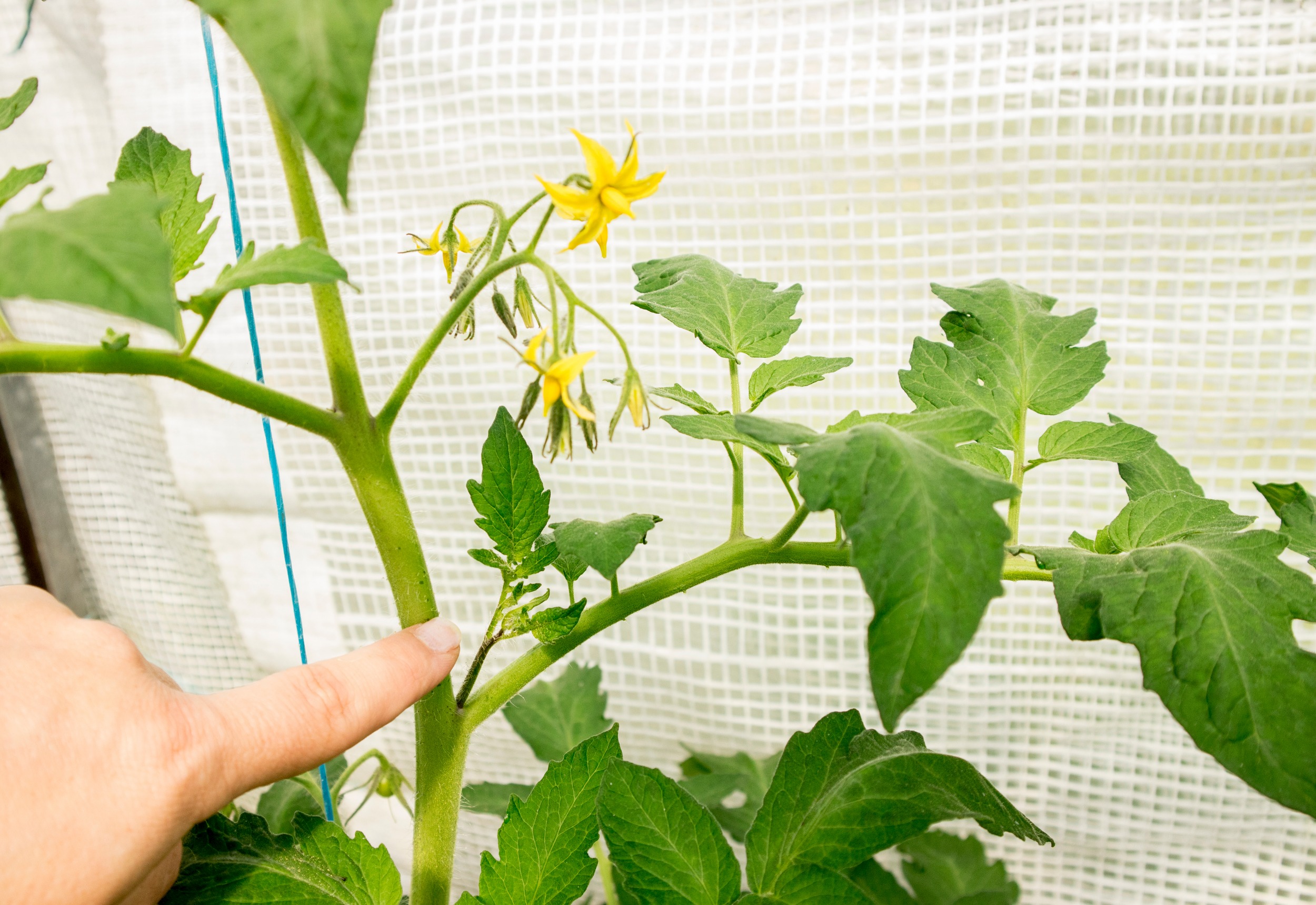 Eine Person zeigt auf einen überflüssigen Geiztrieb einer Tomatenpflanze