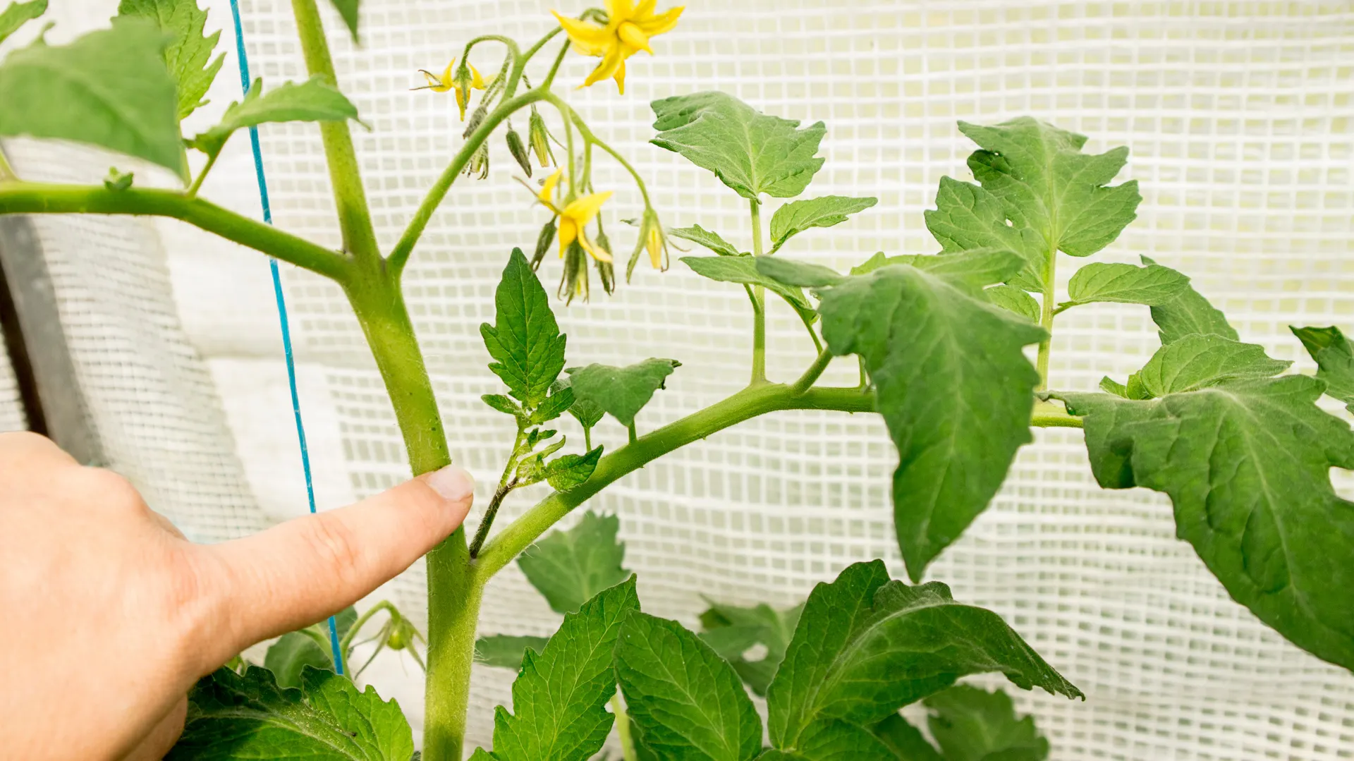 Eine Person zeigt auf einen überflüssigen Geiztrieb einer Tomatenpflanze