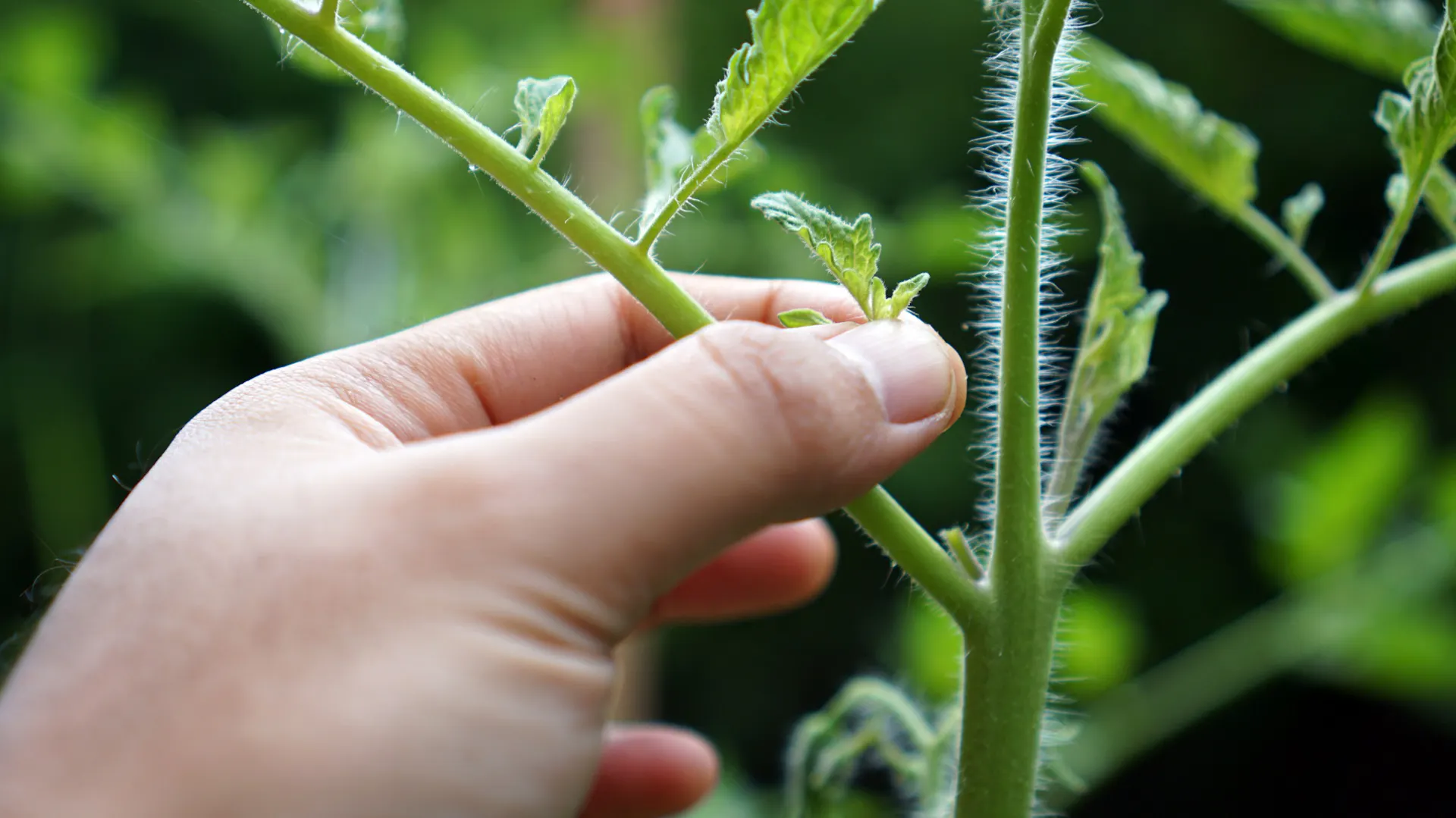 Nahaufnahme einer Person, die einen überflüssigen Tomatentrieb ausgeizt