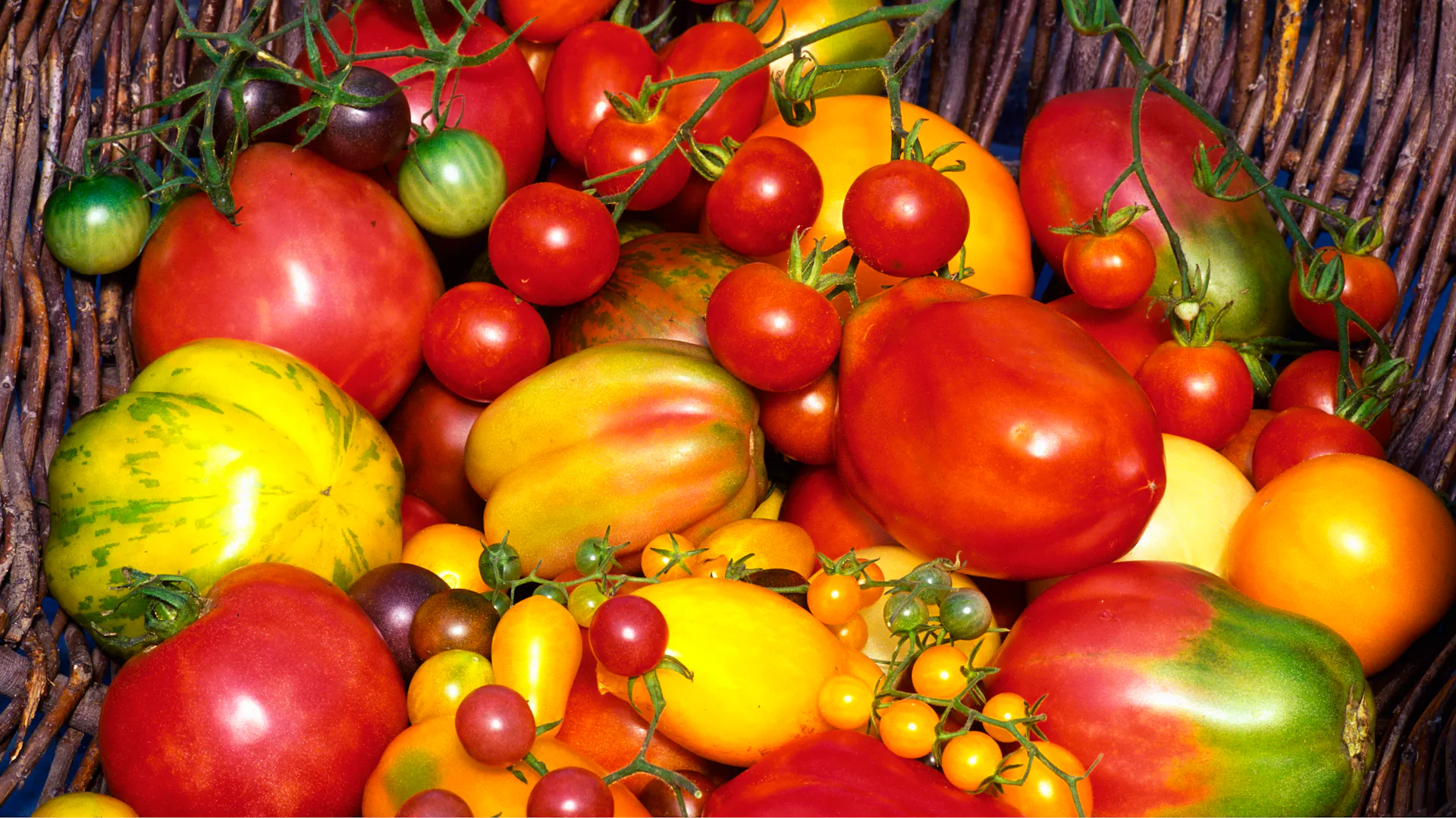 Různé druhy rajčat