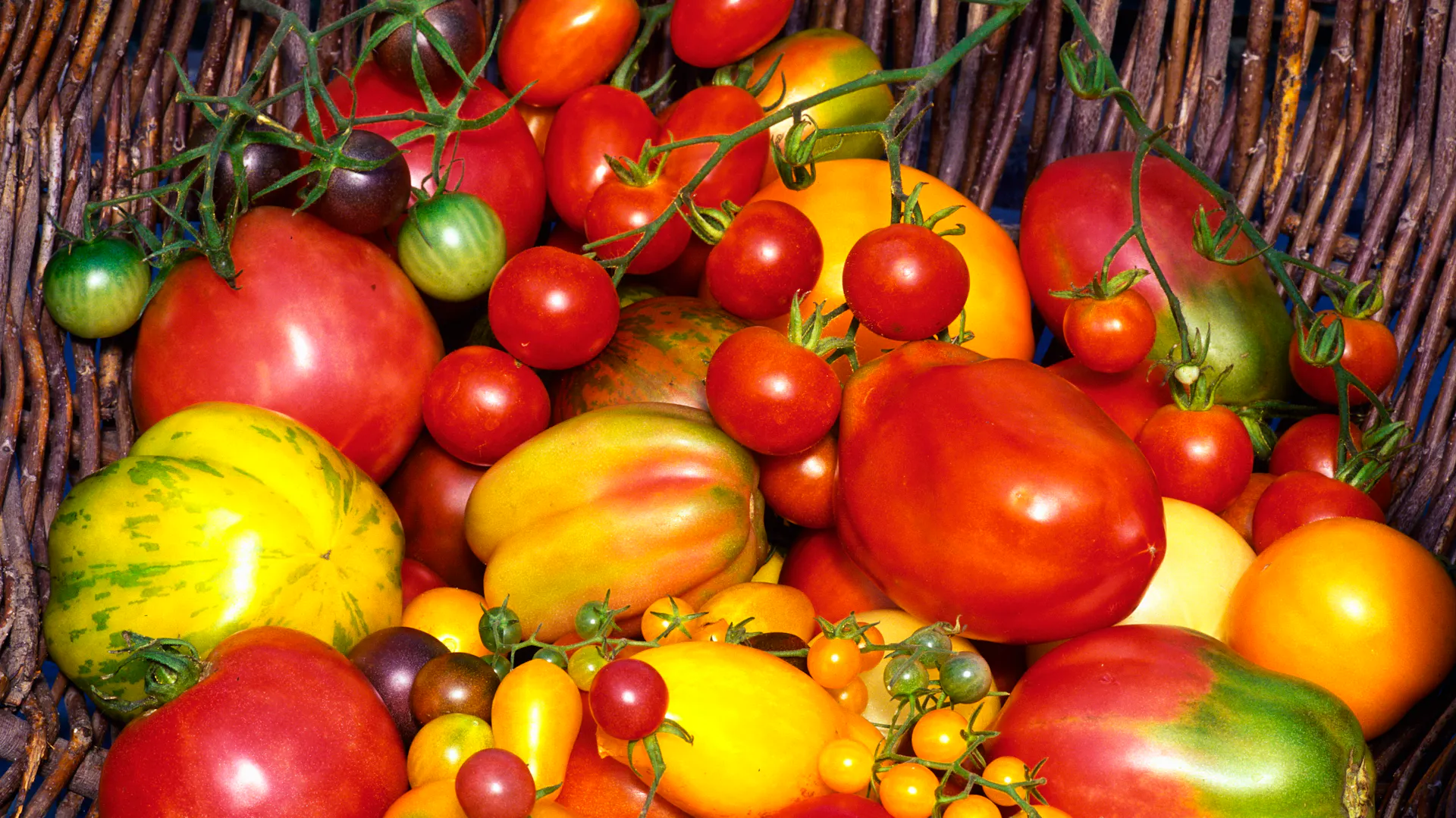 Verschiedene Tomatensorte in einem Korb