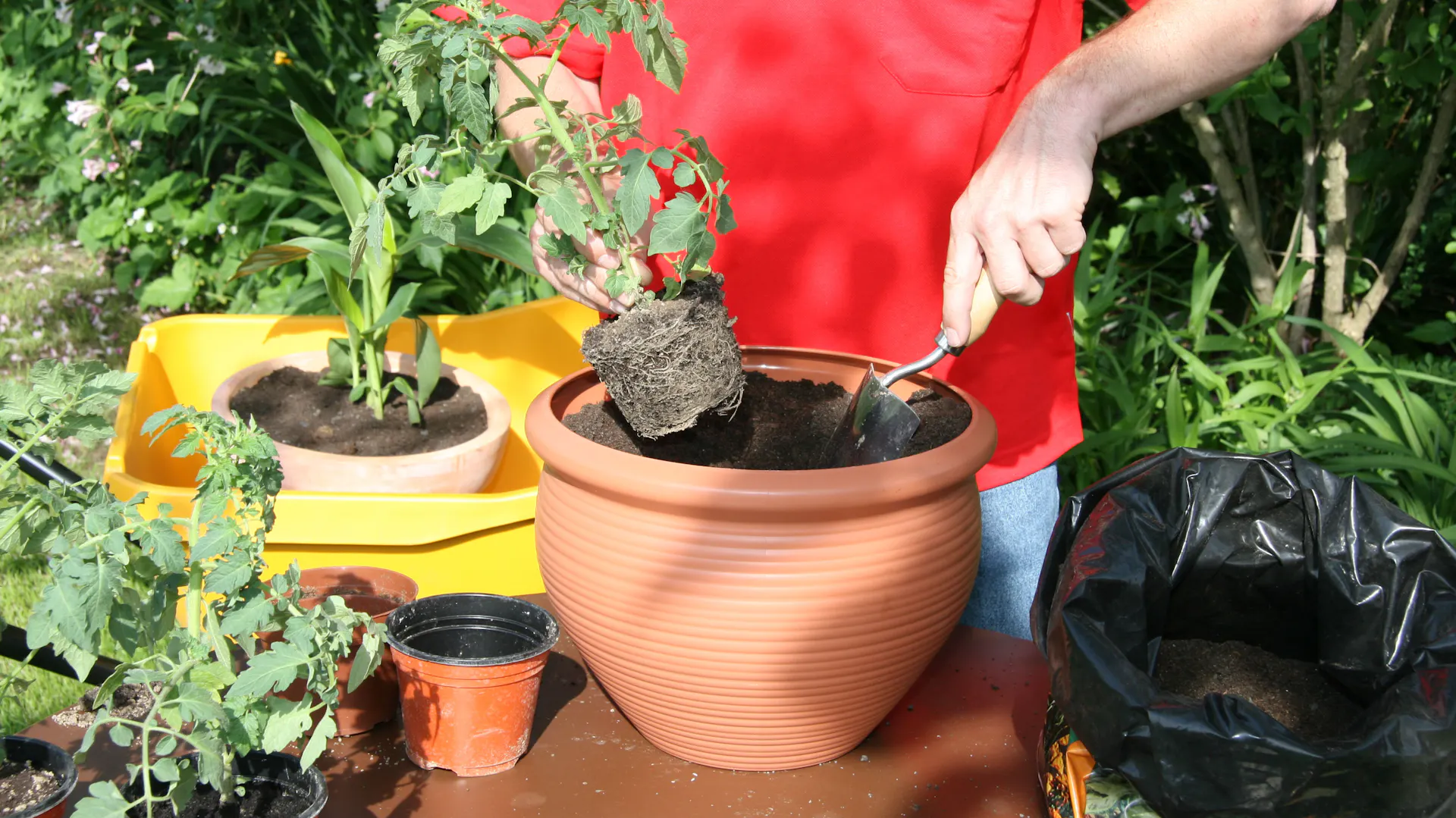 Muž sází rajčata do květináče.