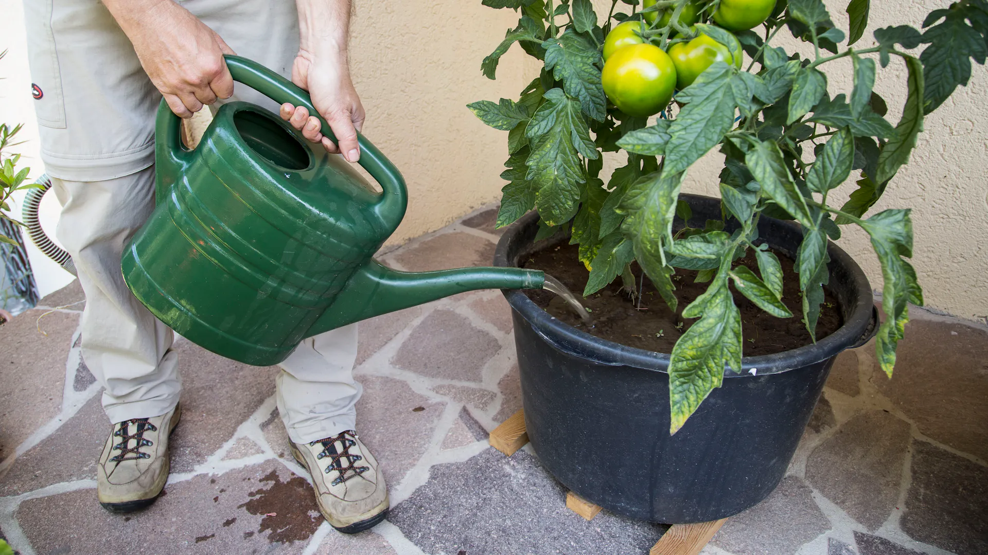 Muž zalévá rajčata v květináči.