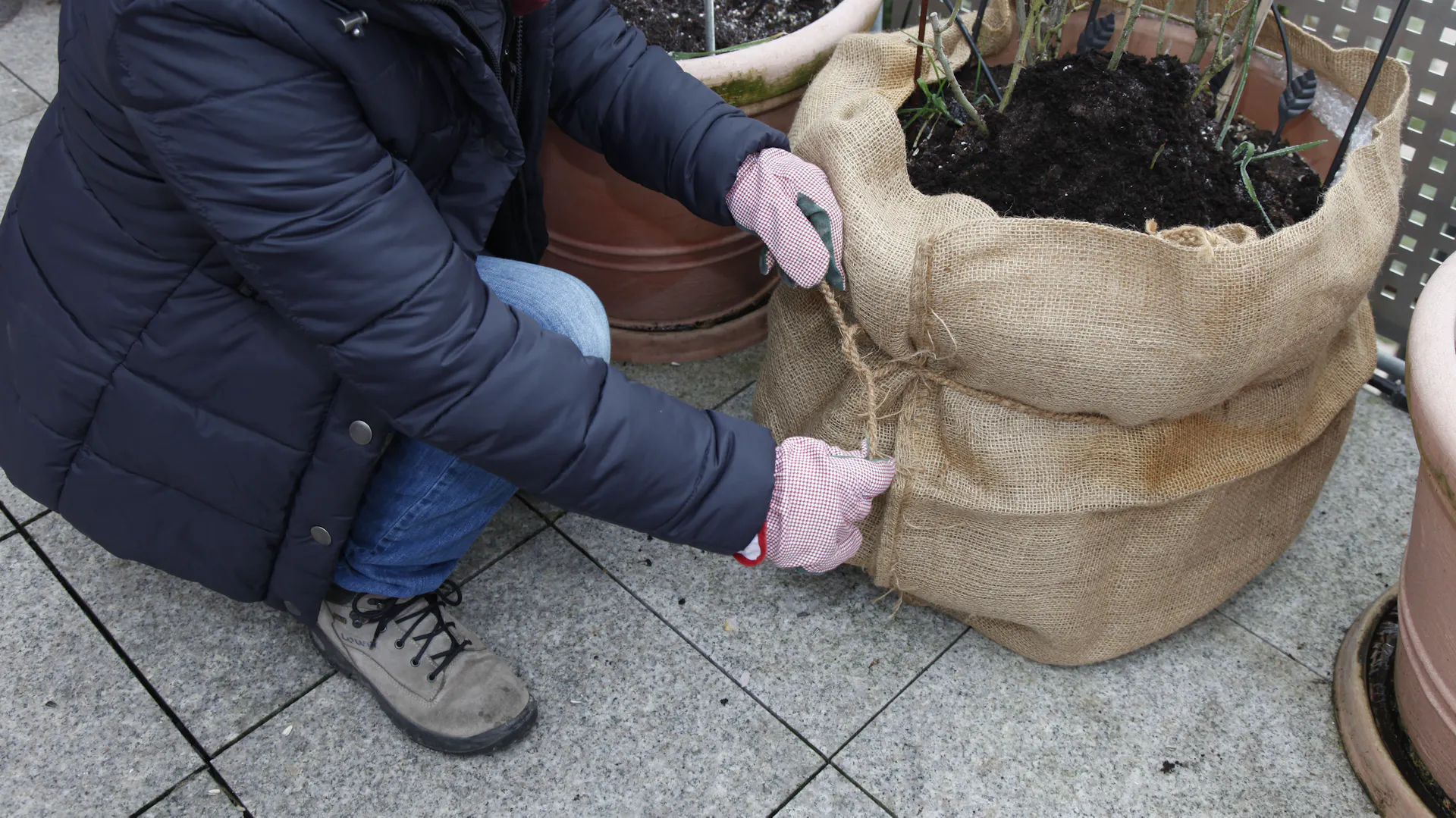 Eine Frau stellt einen Winterschutz für eine Topfrose mit einem Jutesack her.